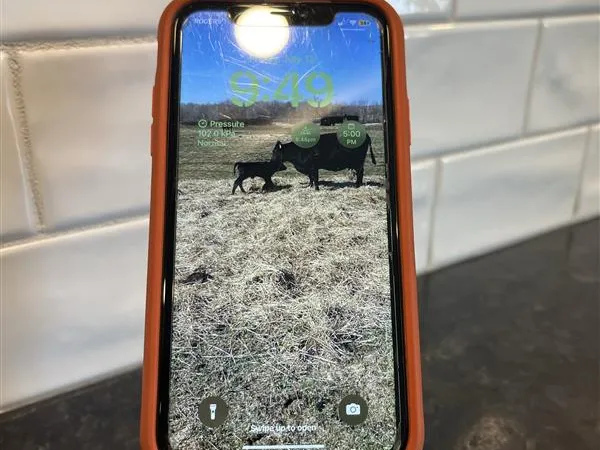 Dog Phonestand