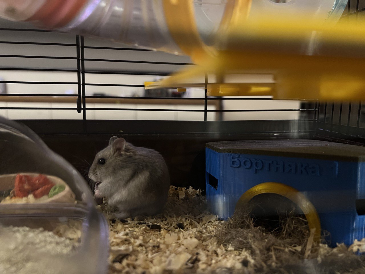 Hamster house
