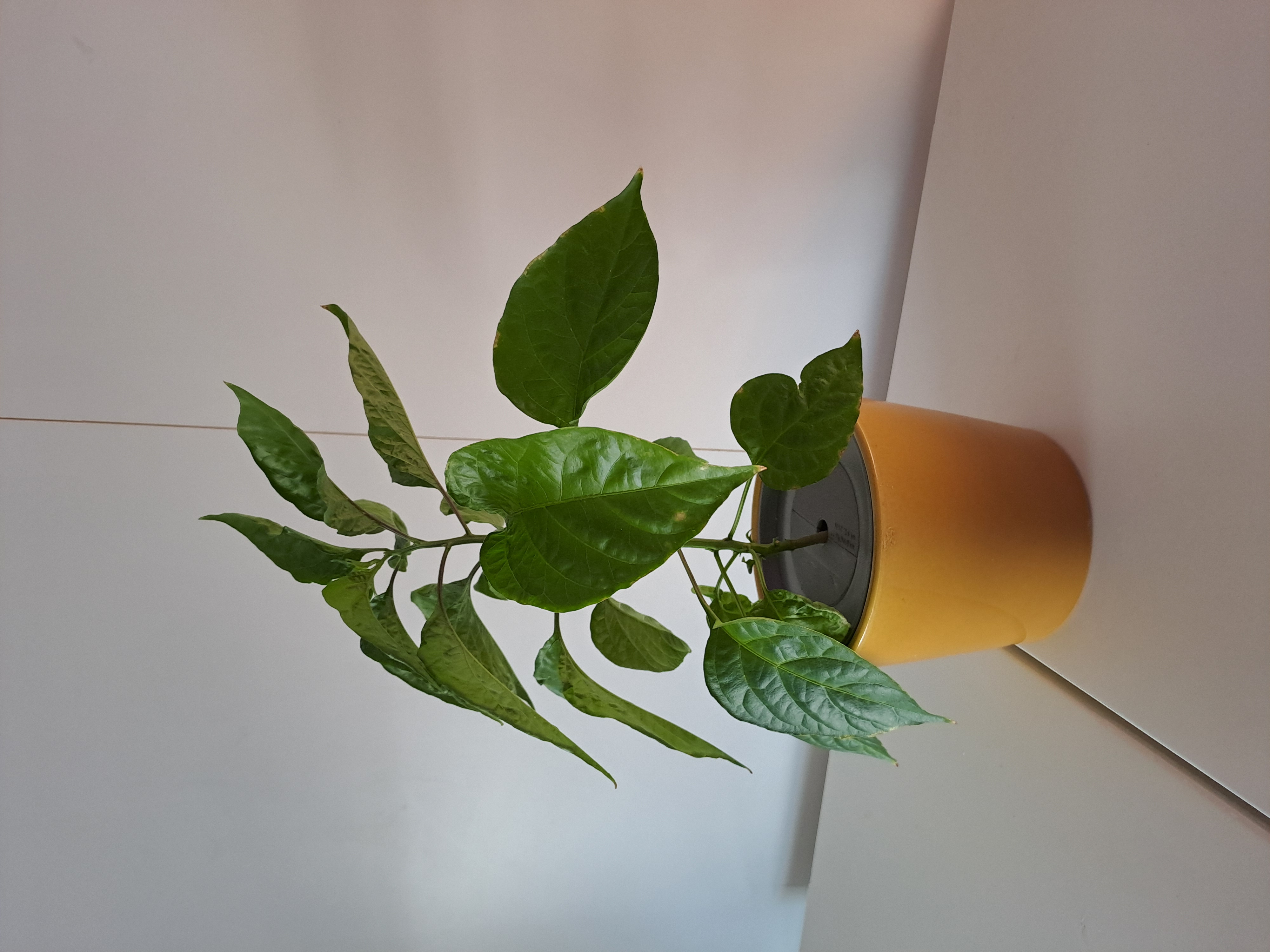 Kratky nice vase 126 mm