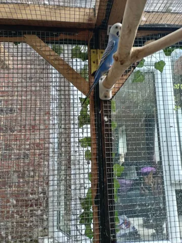 Bird Brank Holder