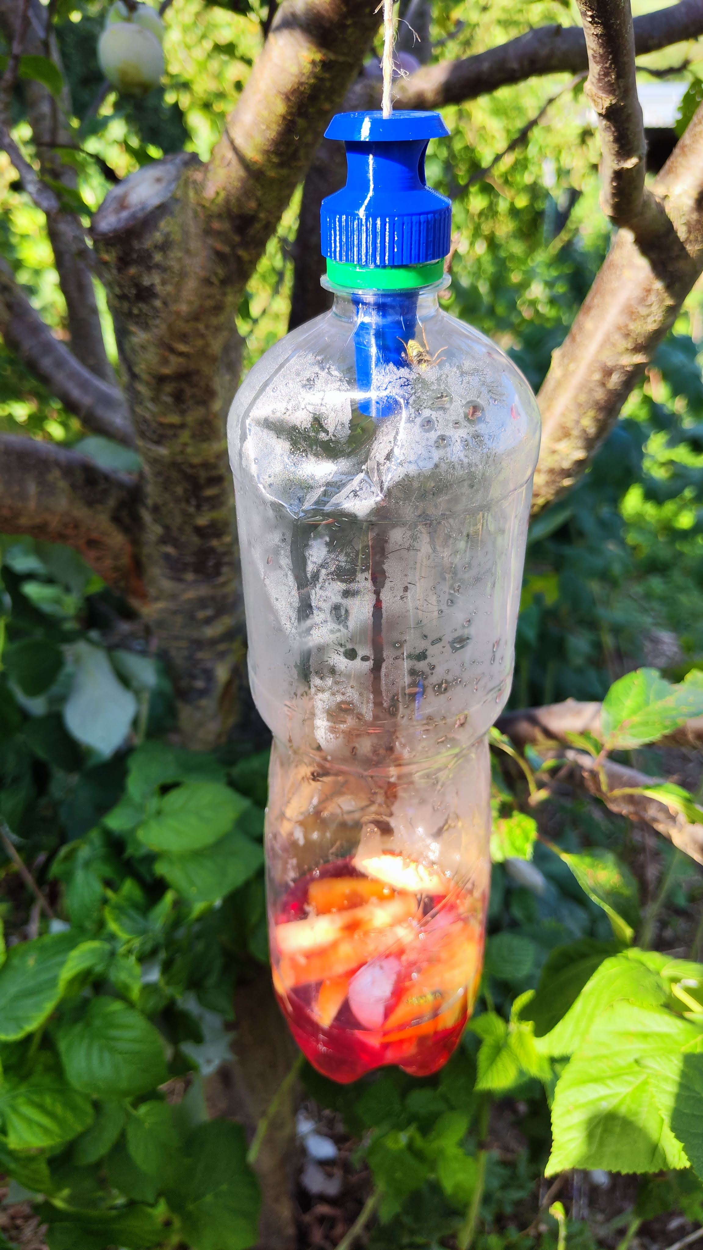 Wasp trap - a trap cap for wasps and hornets on a PET bottle by ...