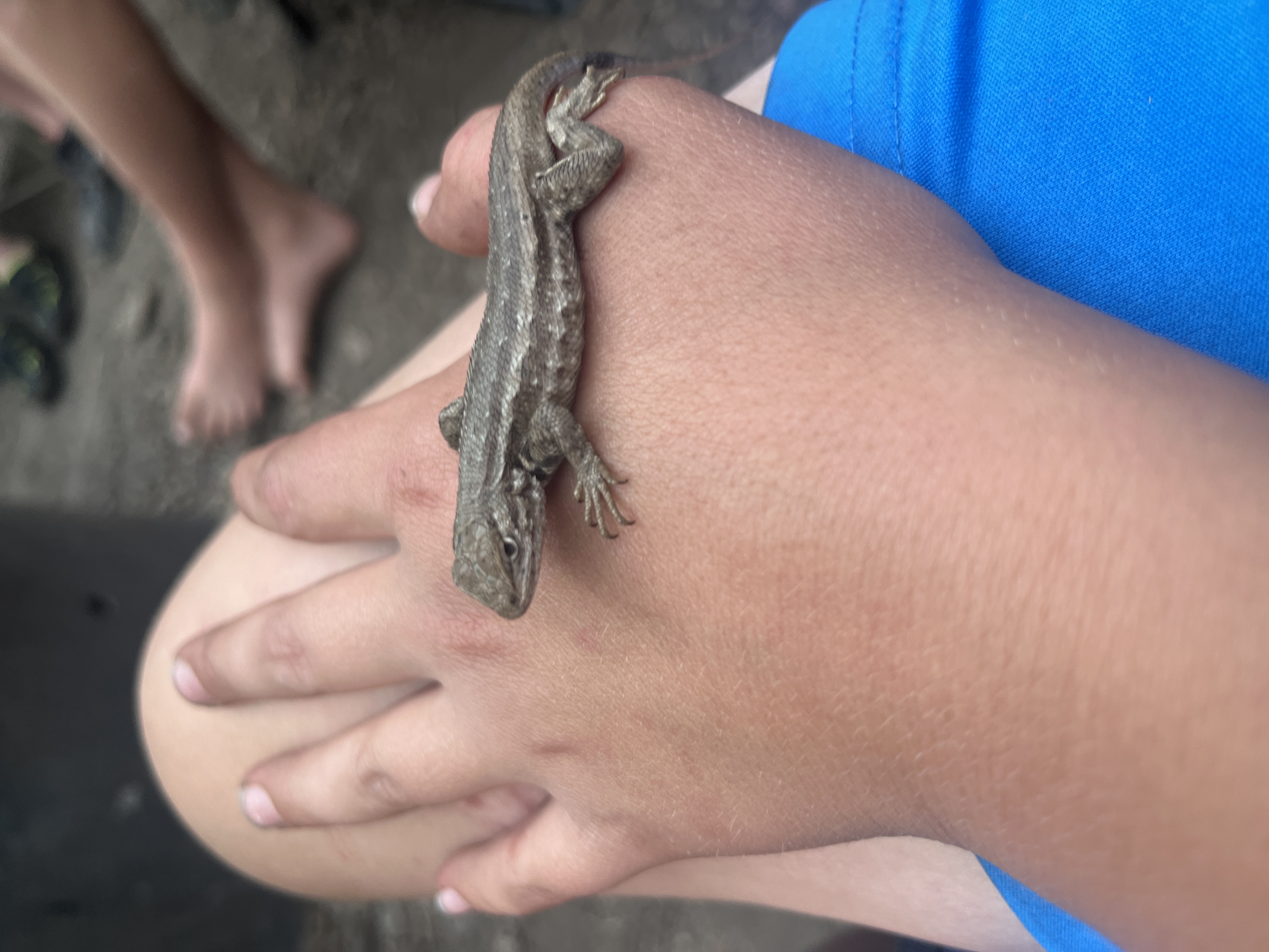 Miniatura 4 do modelo 3D FLEXI COMMON SIDE BLOTCHED LIZARD