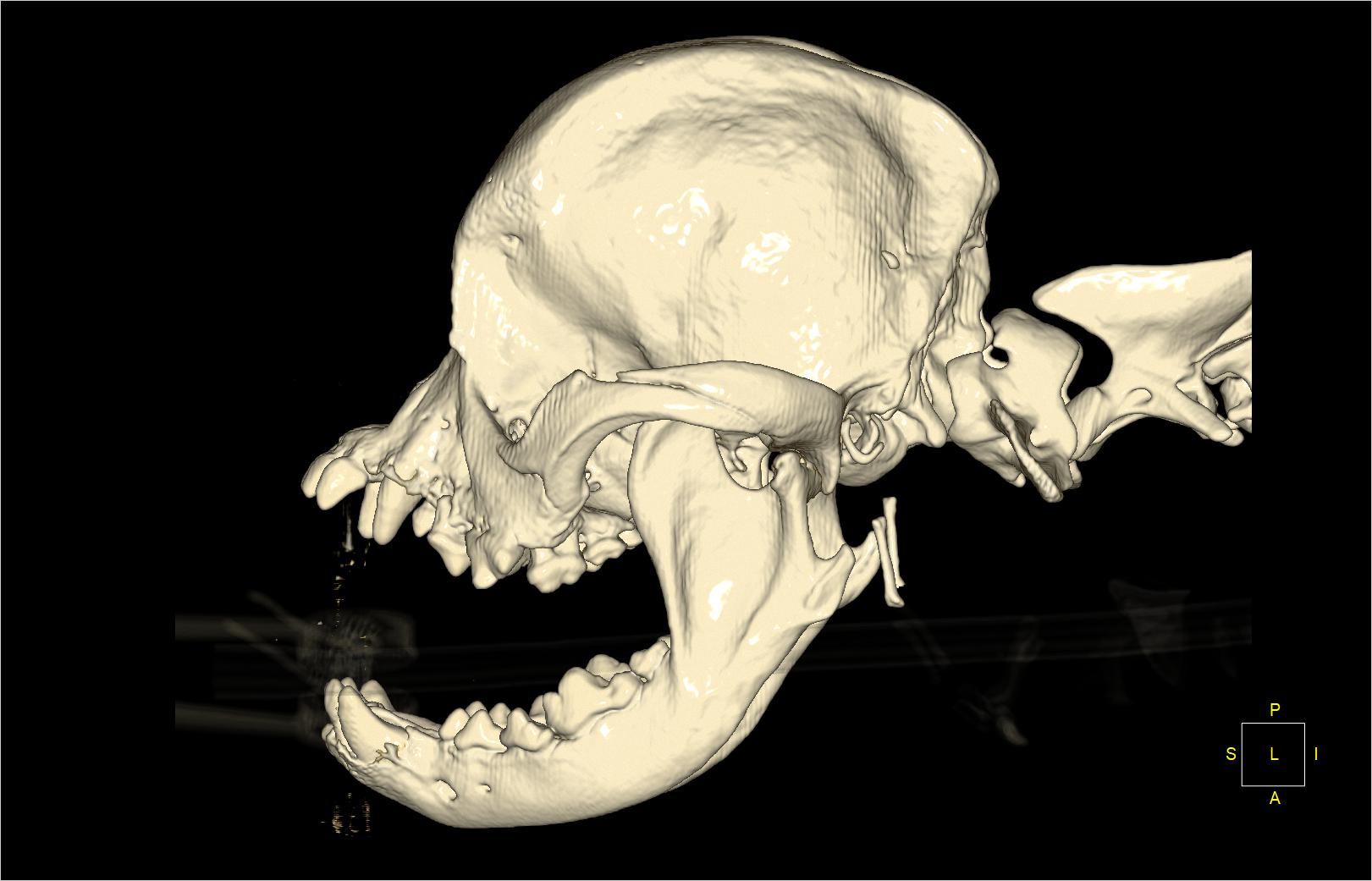 The skull of a Pug created on the basis of CT by Dr.Pavlov | Download ...