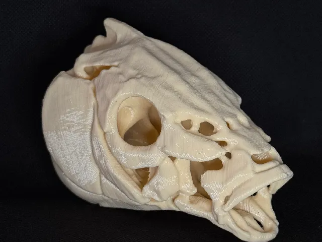 Common Carp Fish Skull (Cyprinus carpio) – 3D Printable Animal Skull Imitation