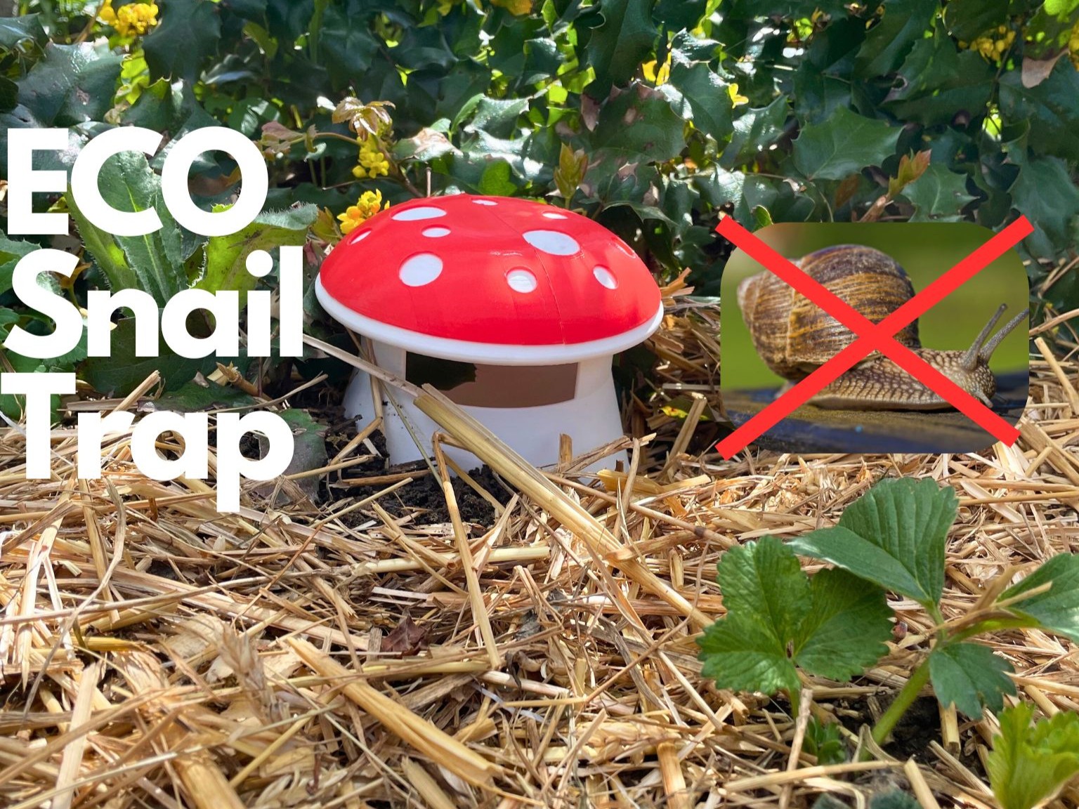 Mushroom Snail Trap