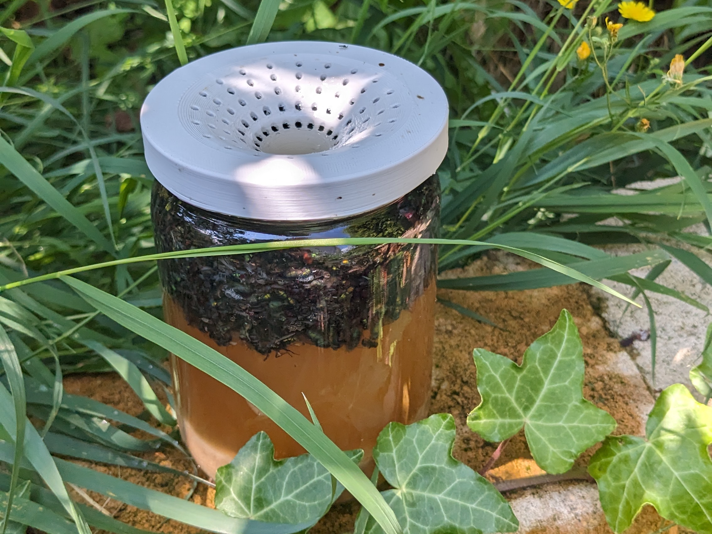 House fly trap