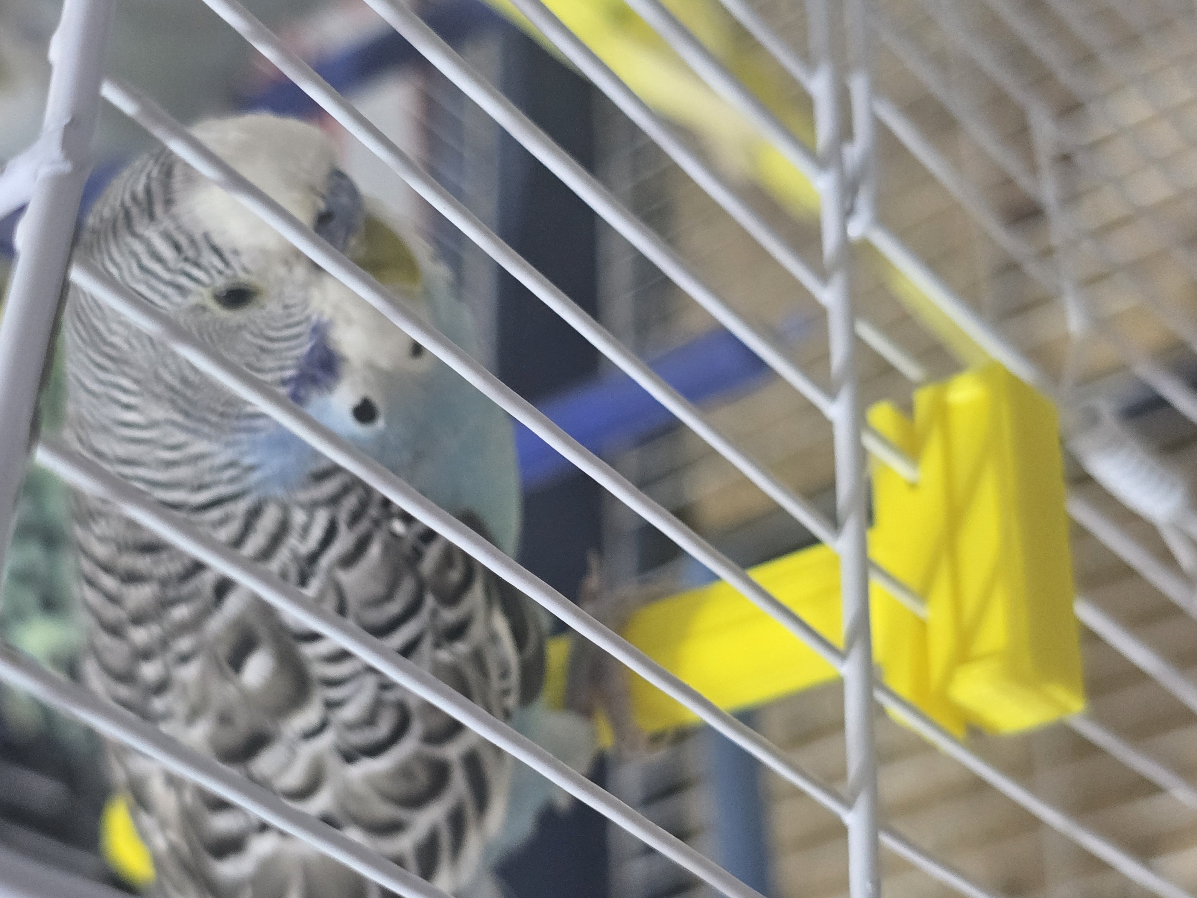 Birds Stand — miniatura 4
