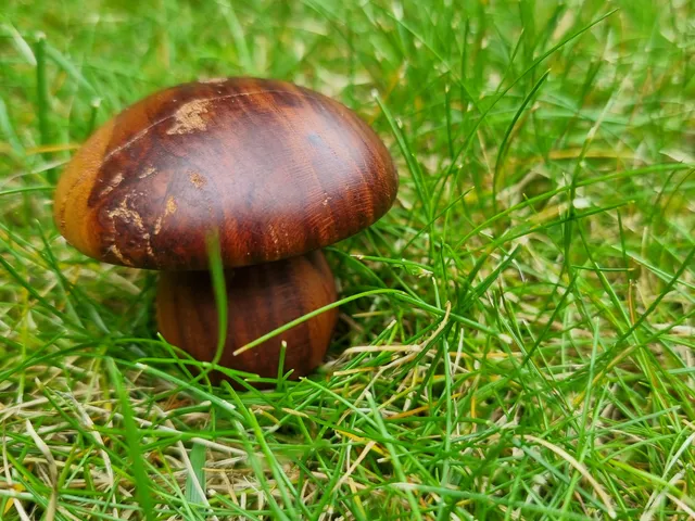 Mushroom