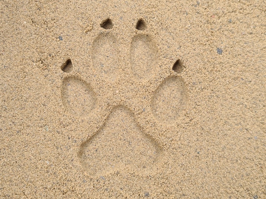 Gray Wolf Track Stamp