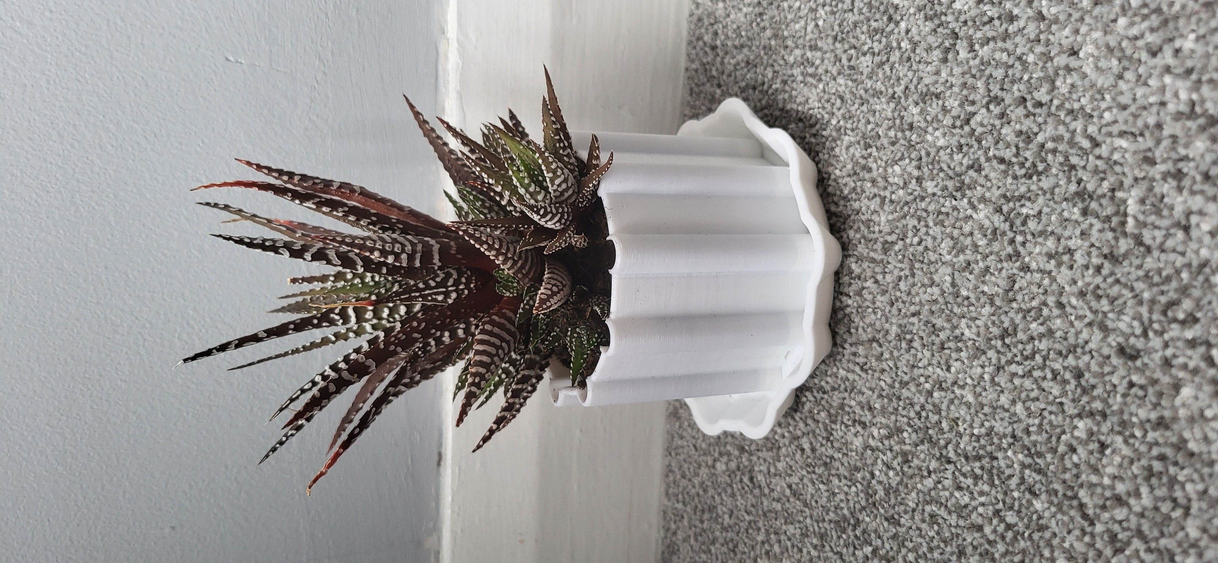Small plant pot with tray