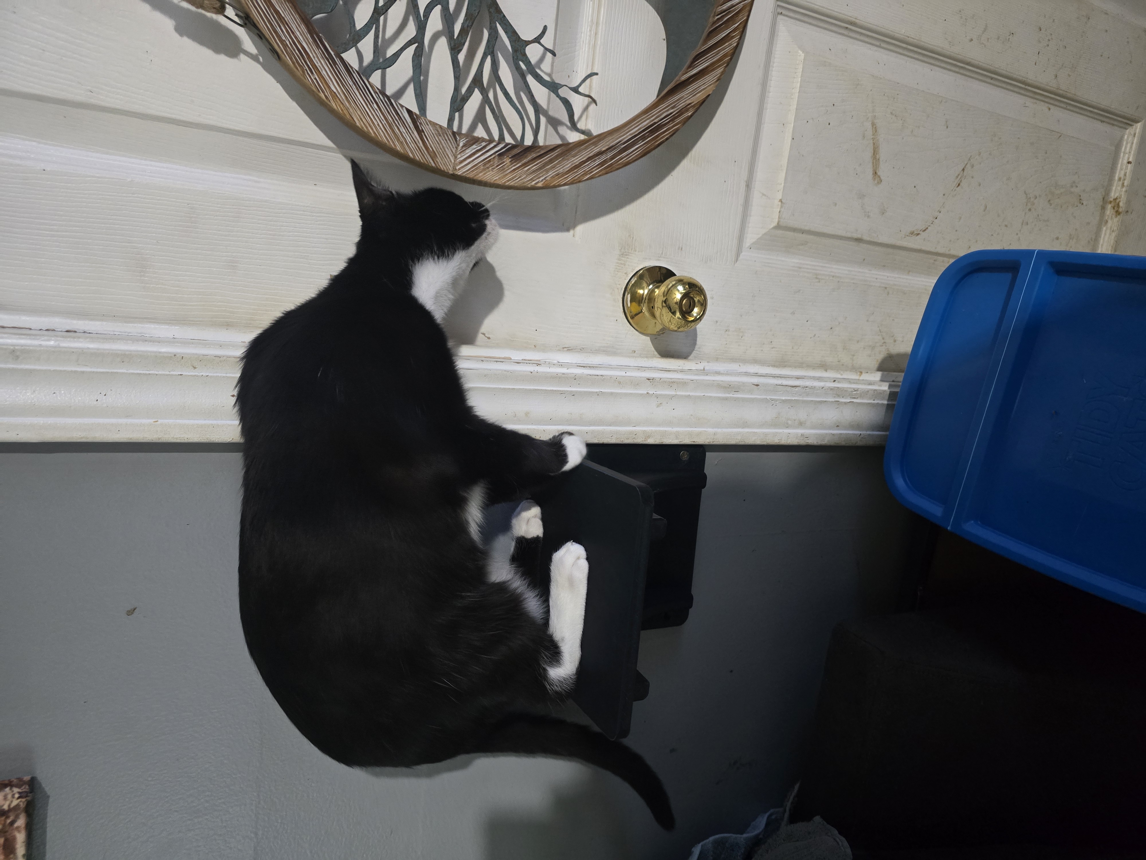 Cat step, or just a shelf