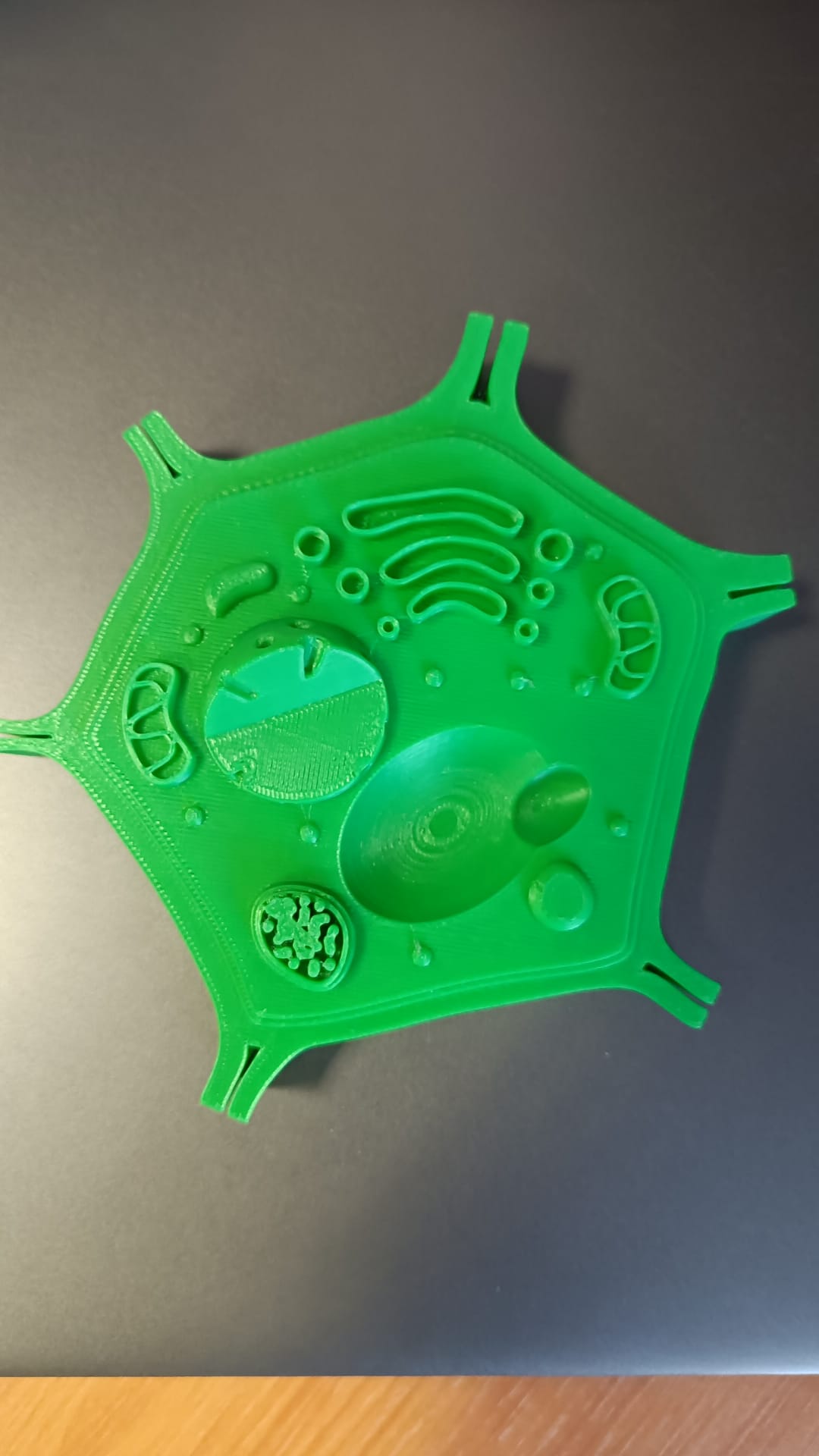 Model of a plant cell