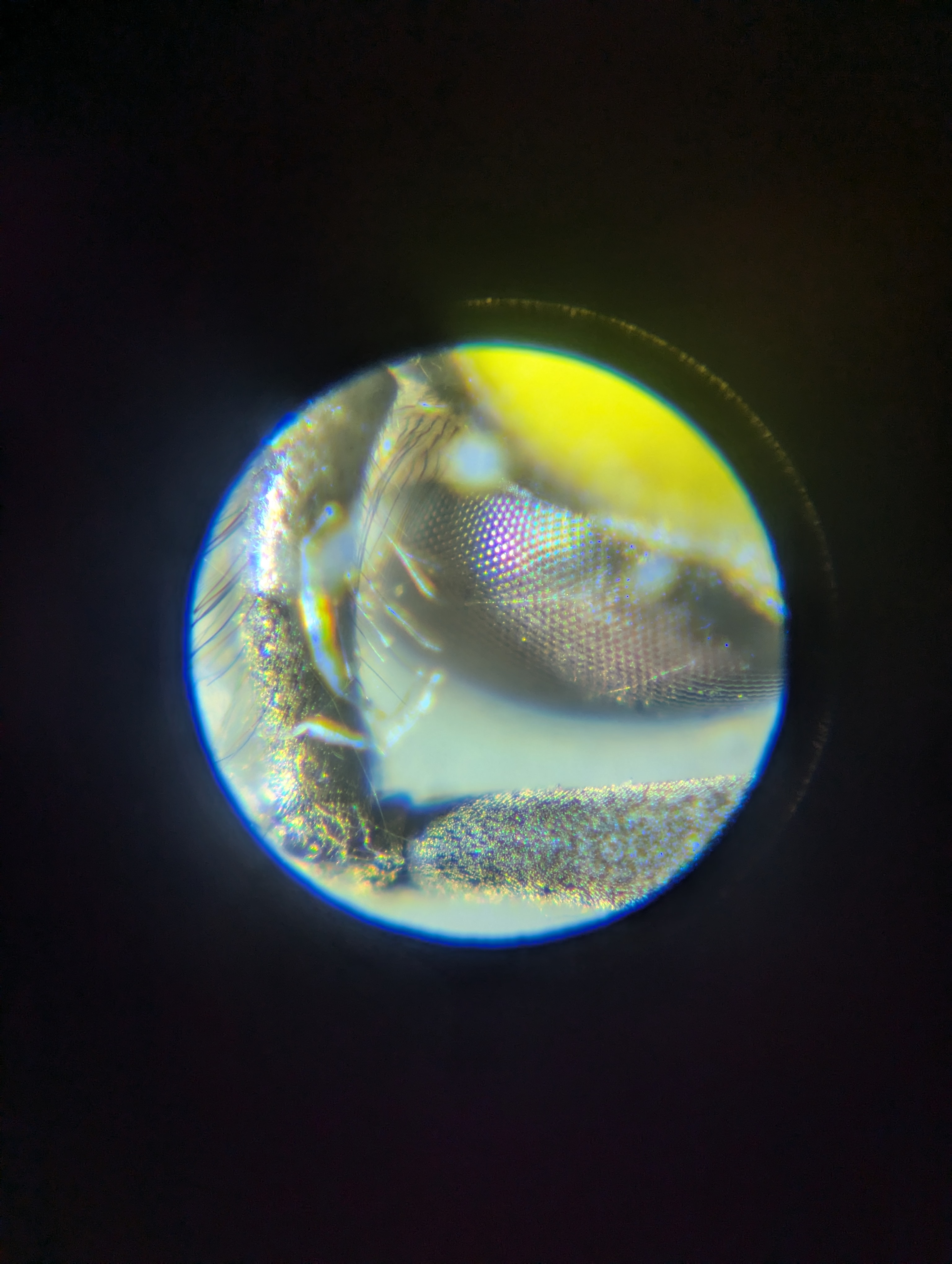 Miniatura 3 do modelo 3D Carson MicroBrite Microscope - Pixel 7 Pro Mount