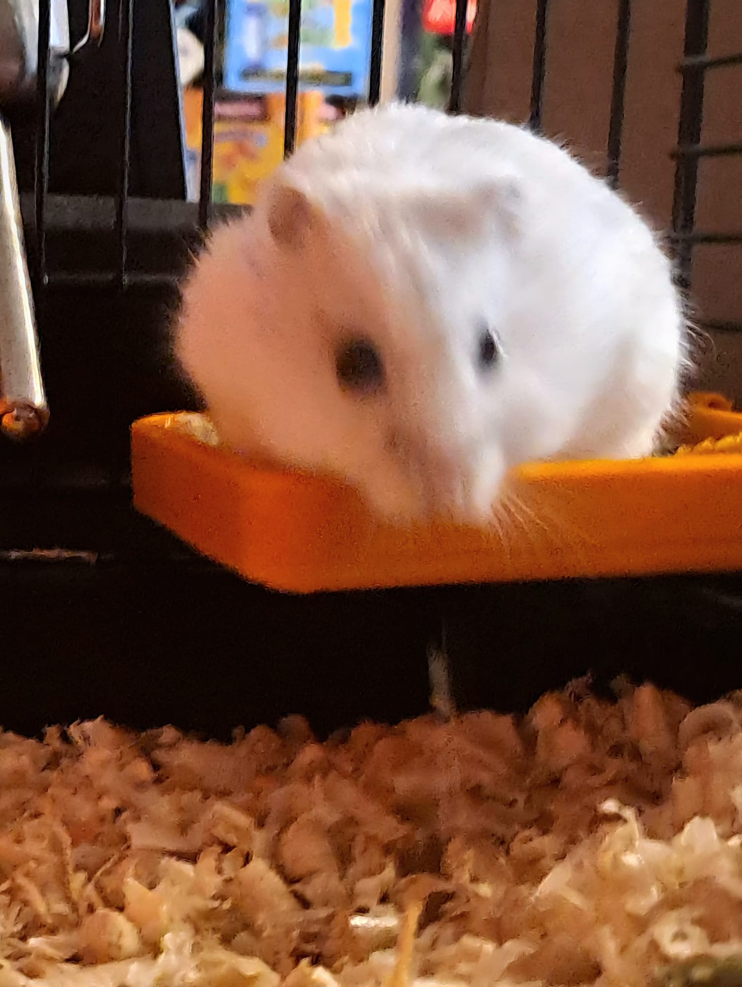 Hamster feeder