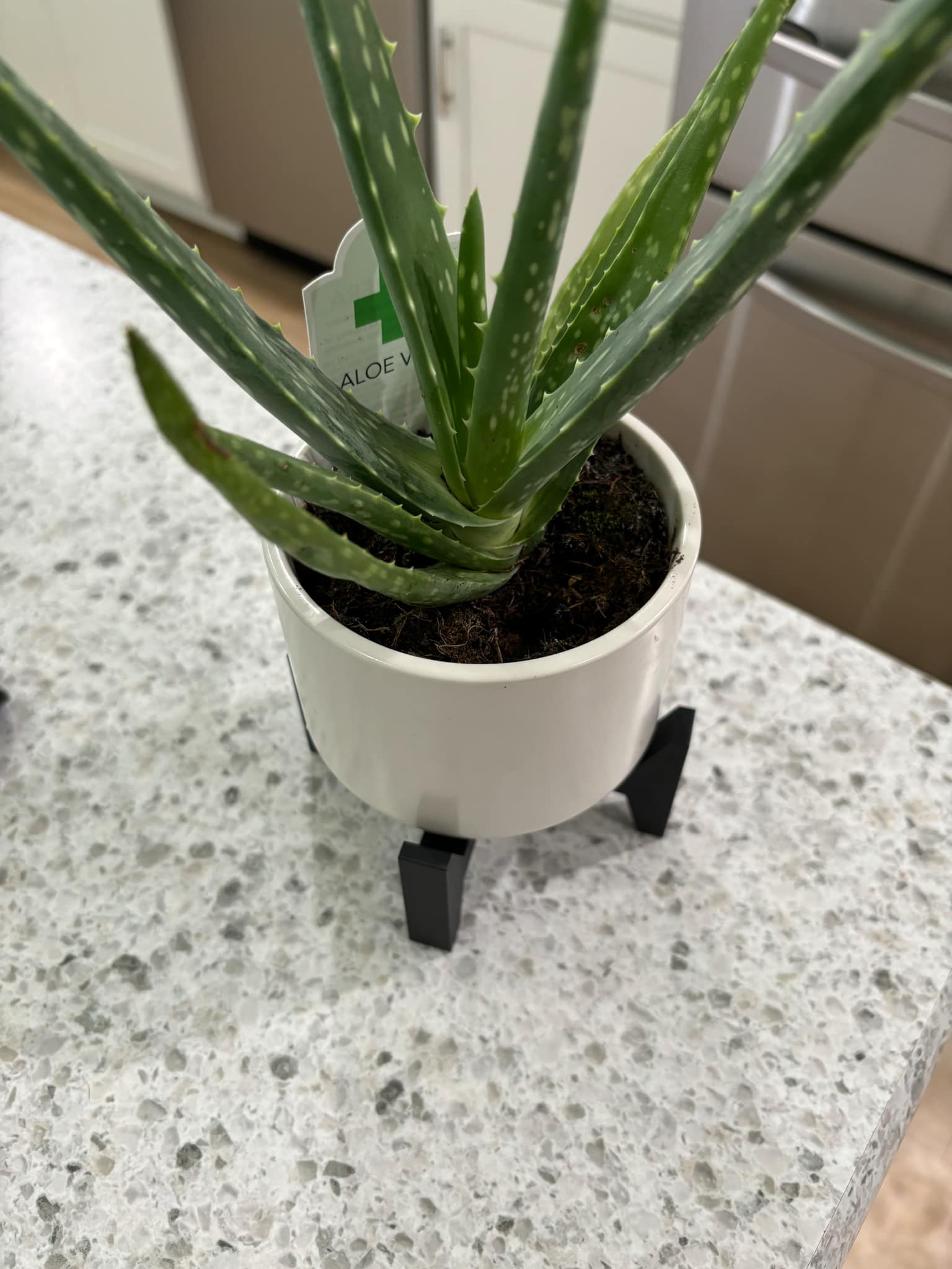 Minimalist Potted Plant Holder