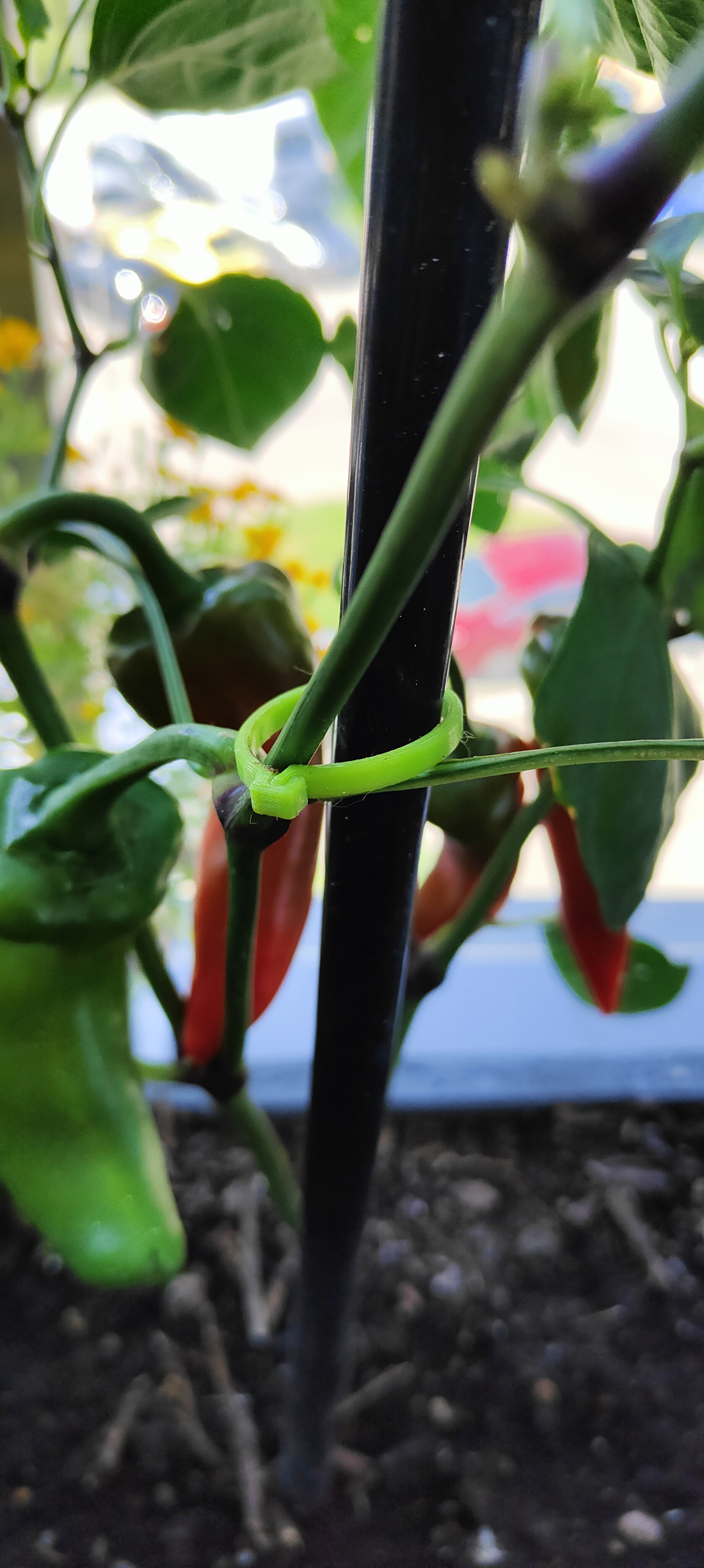 Flower / vegetables clip - simple and durable