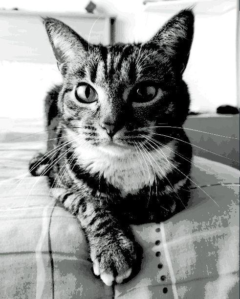 Tabby cat HueForge