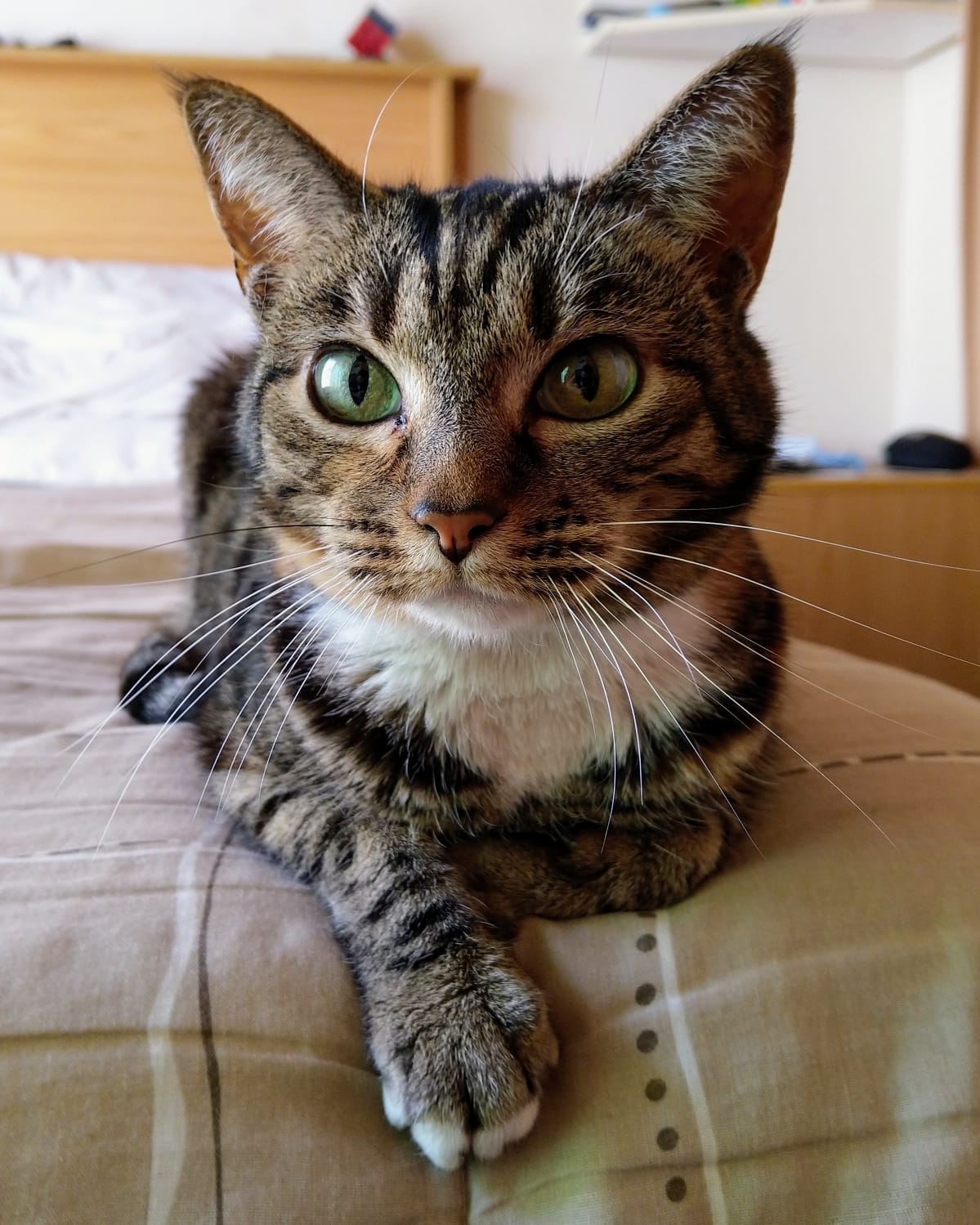 Miniatura 3 do modelo 3D Tabby cat HueForge
