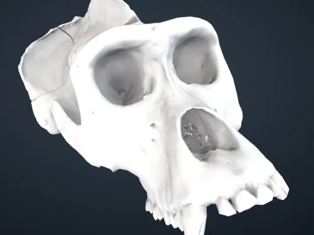Gorilla gorilla gorilla: Cranium