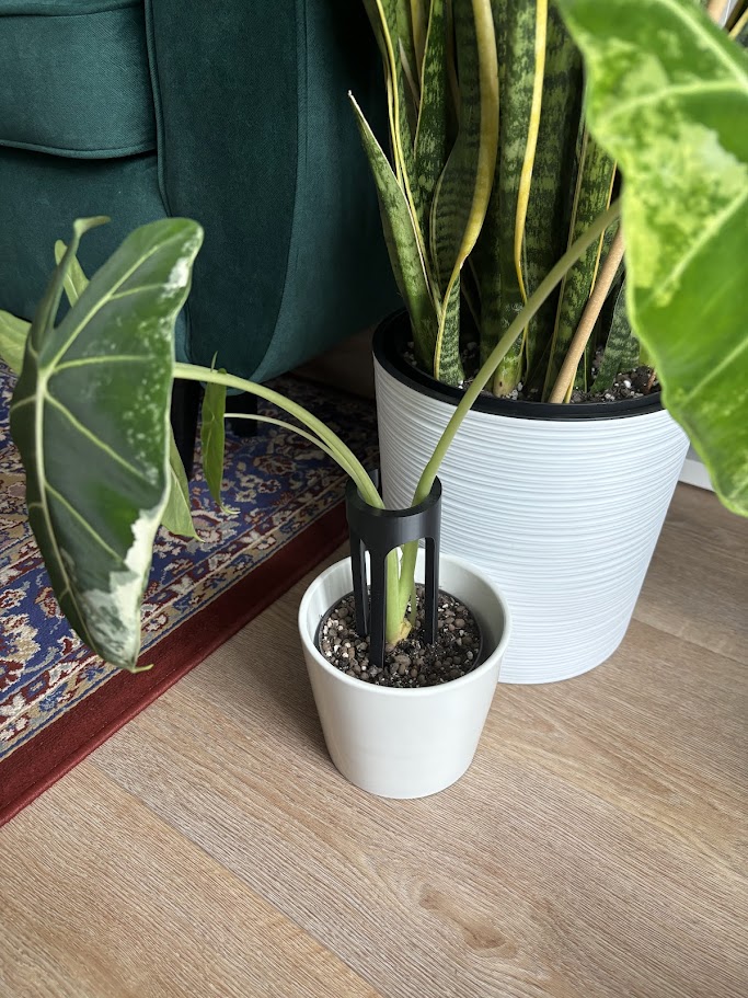 Plant holder
