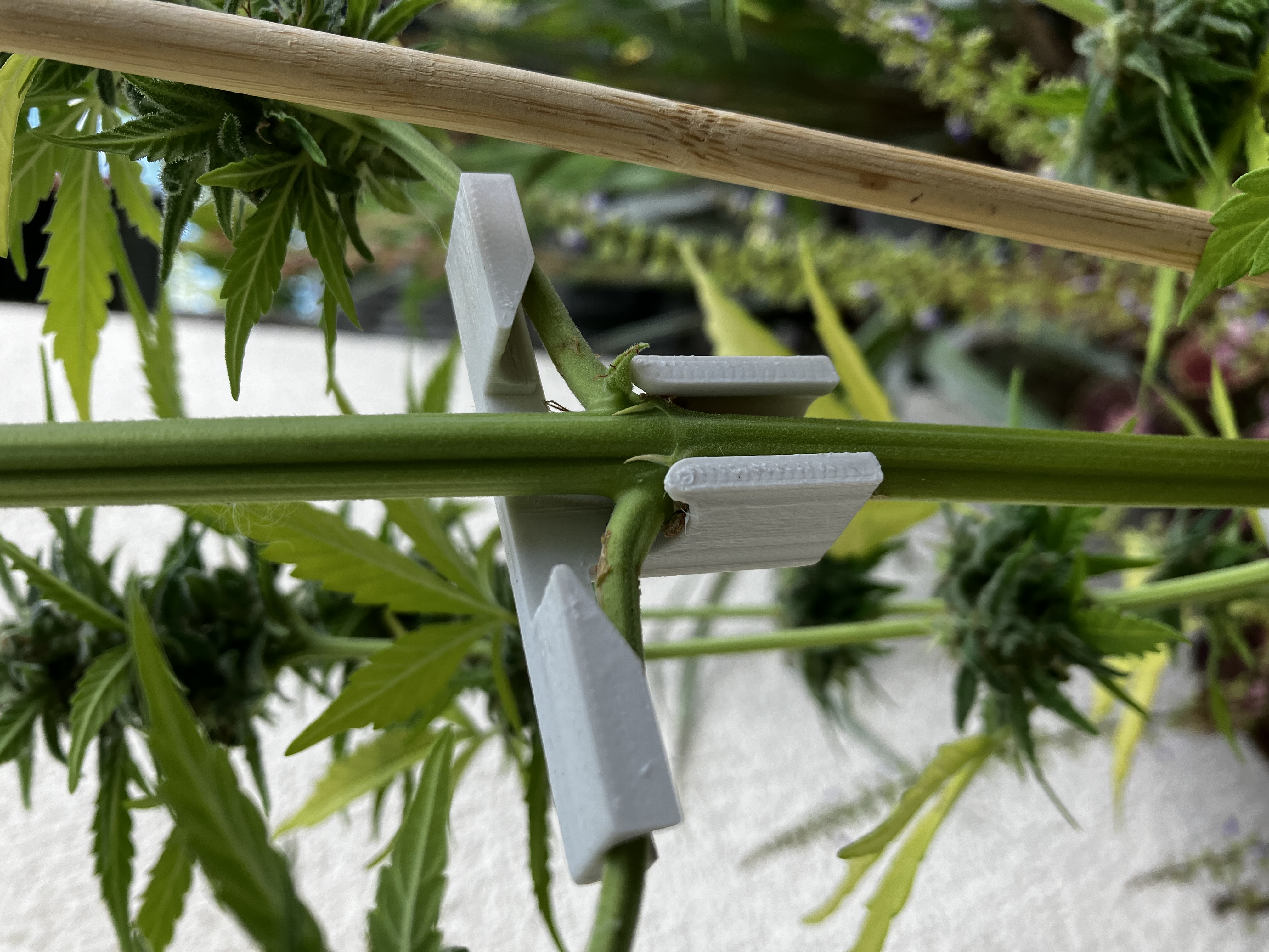 plant bender - Pflanzenbieger