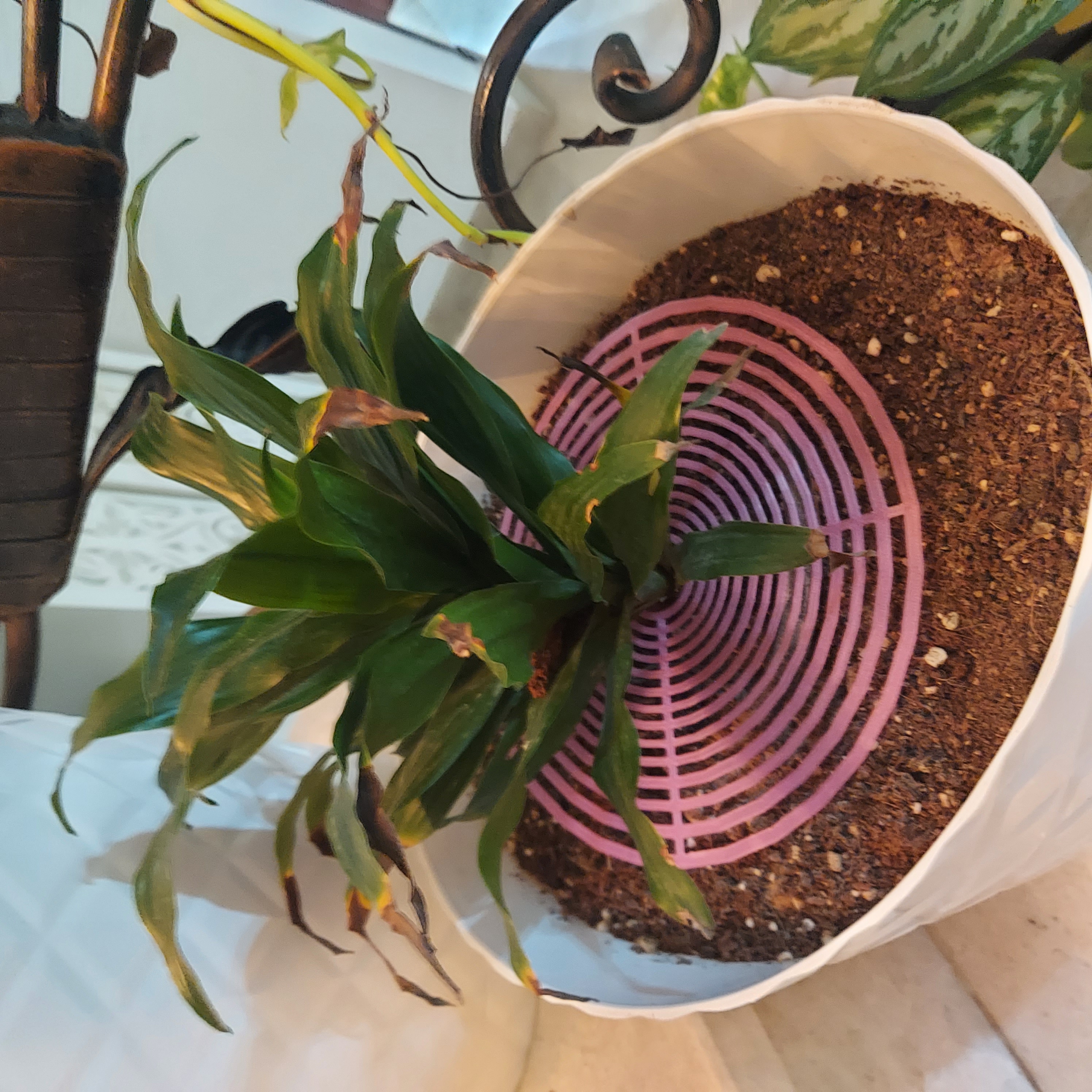 plant guard from animels and water splash