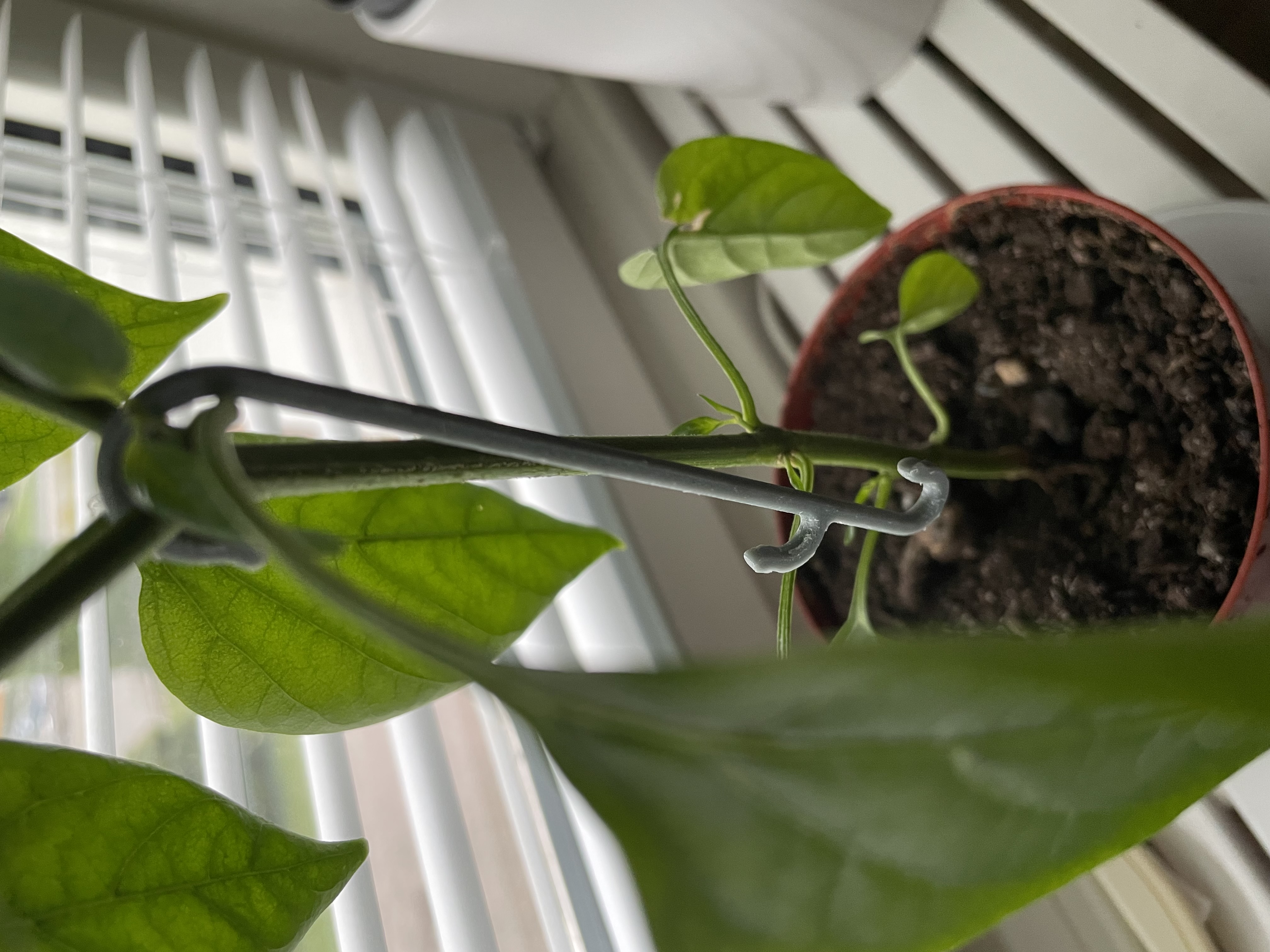 Fruit support hook