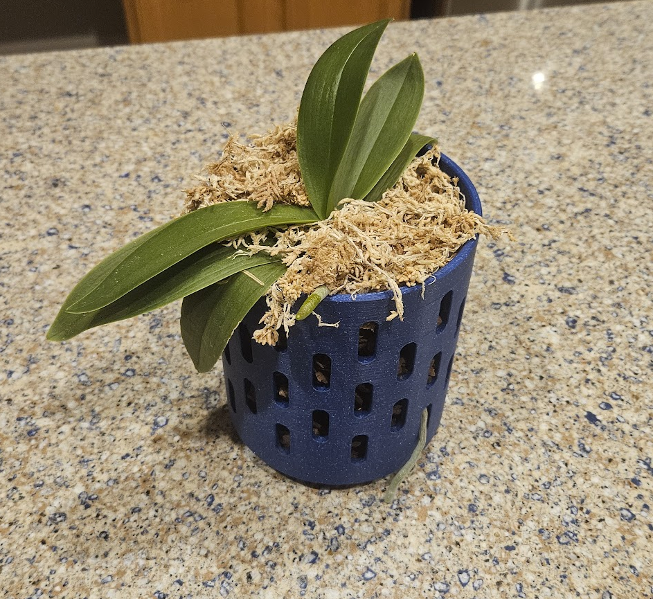 Orchid Pot
