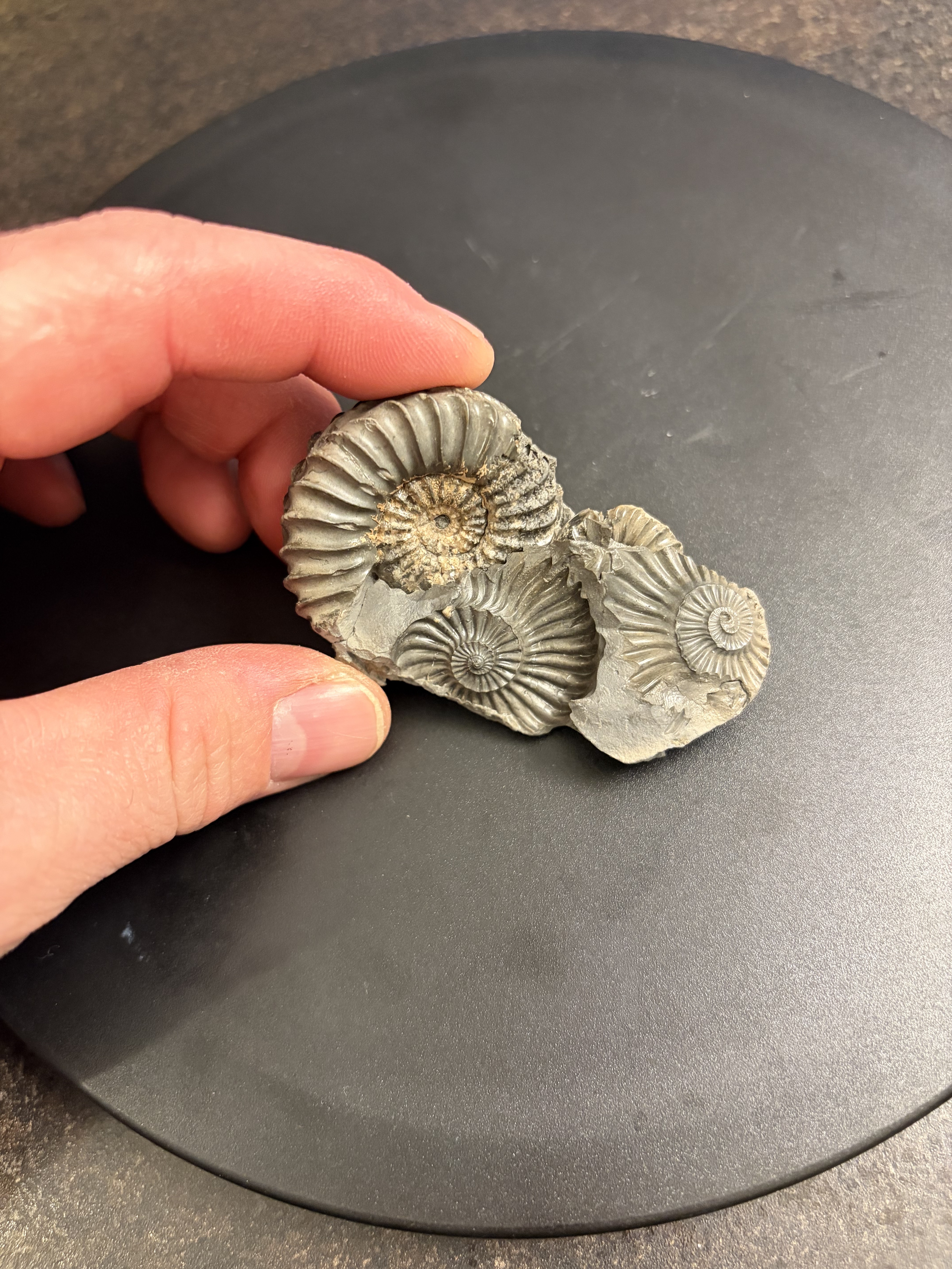 Jurassic ammonite cluster fossil