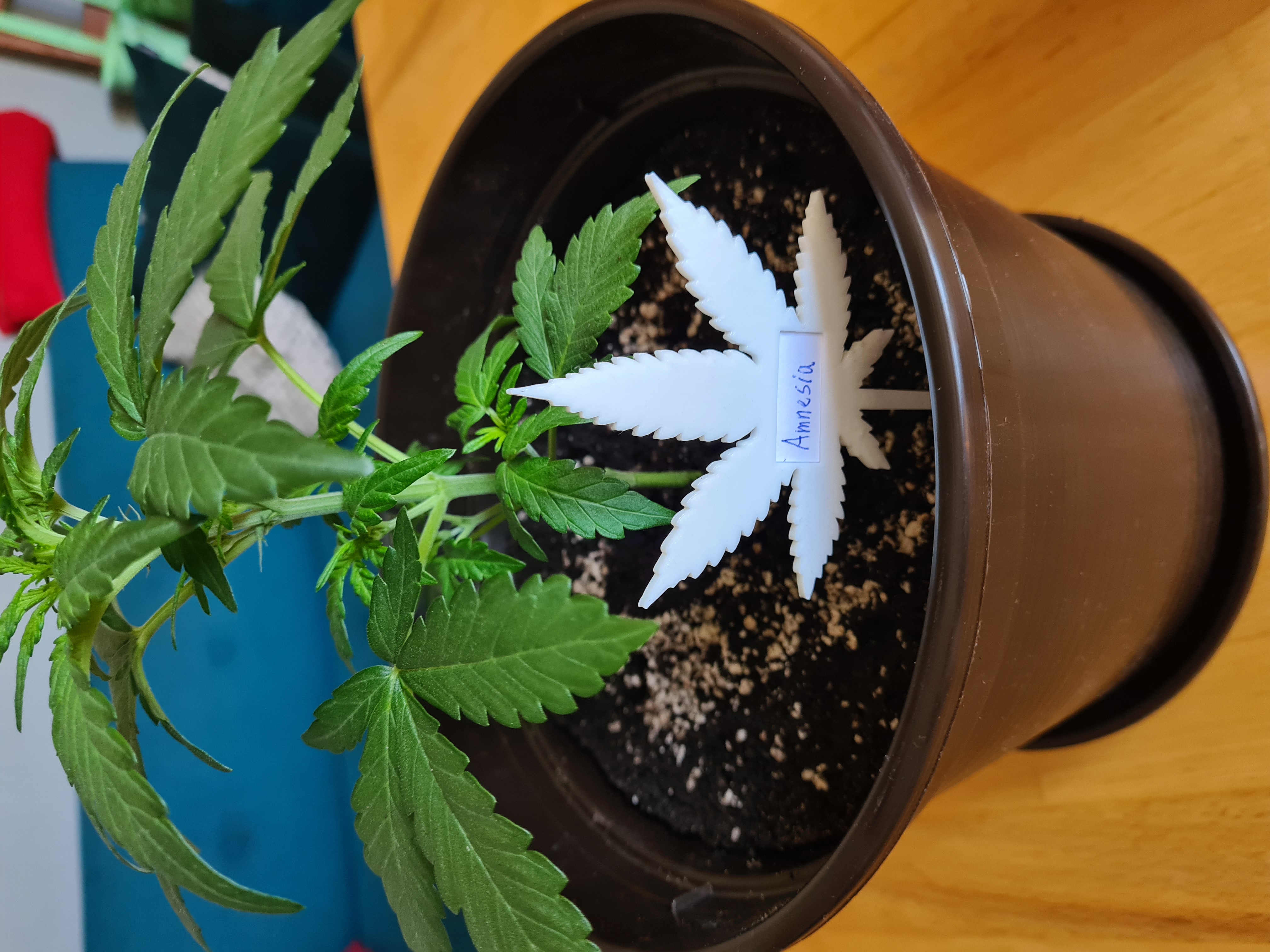 Weed leaf label