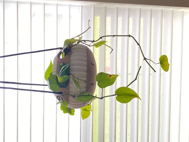 Modern Minimalist Designer Pot
