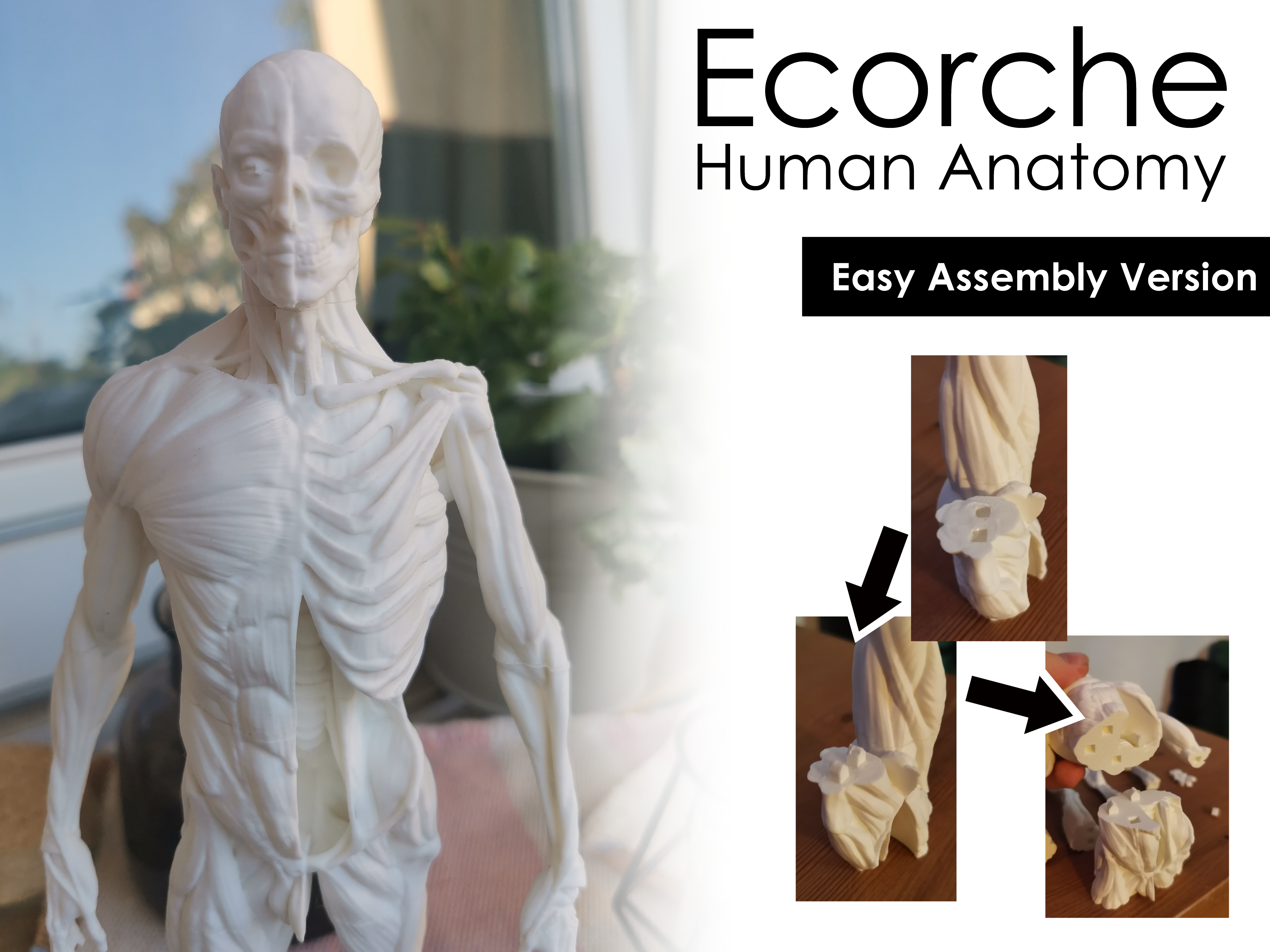 Ecorche (Easy Assembly) - Human Anatomy (25 cm tall)