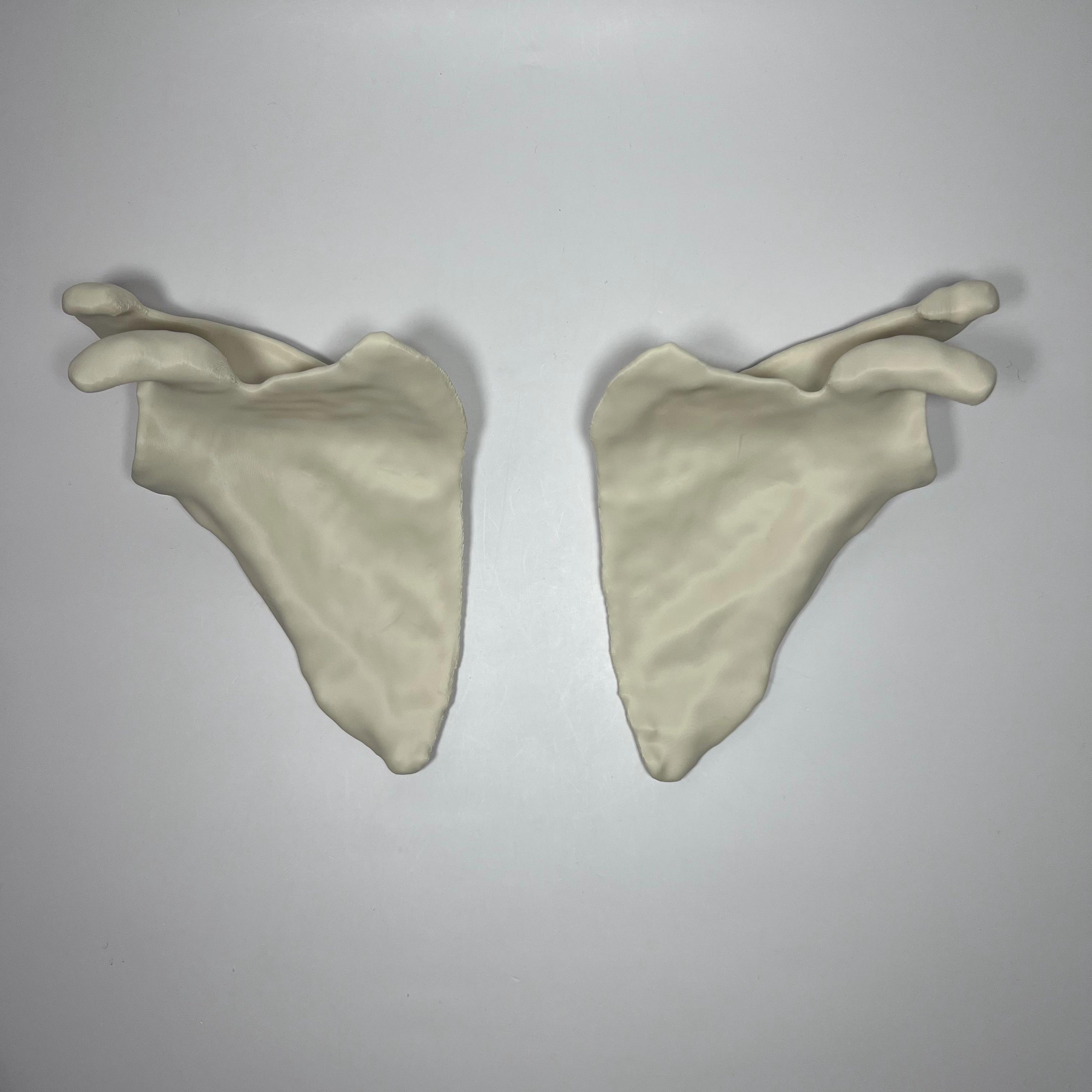 Visible Human Female L & R Scapula