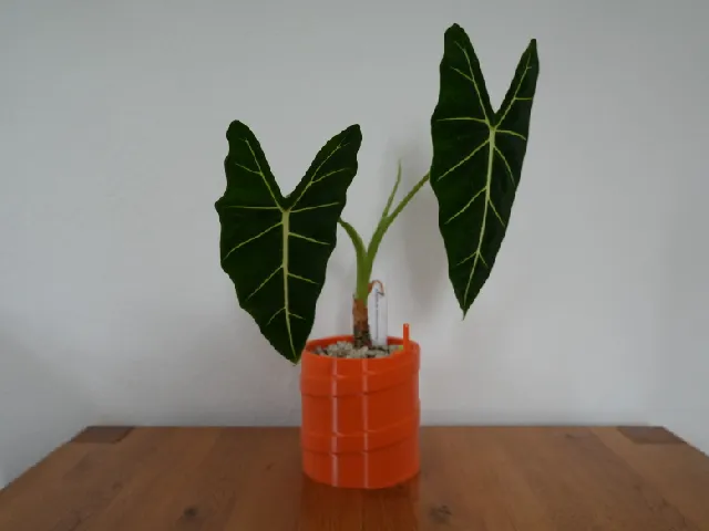 Self watering planter "currently unnamed"