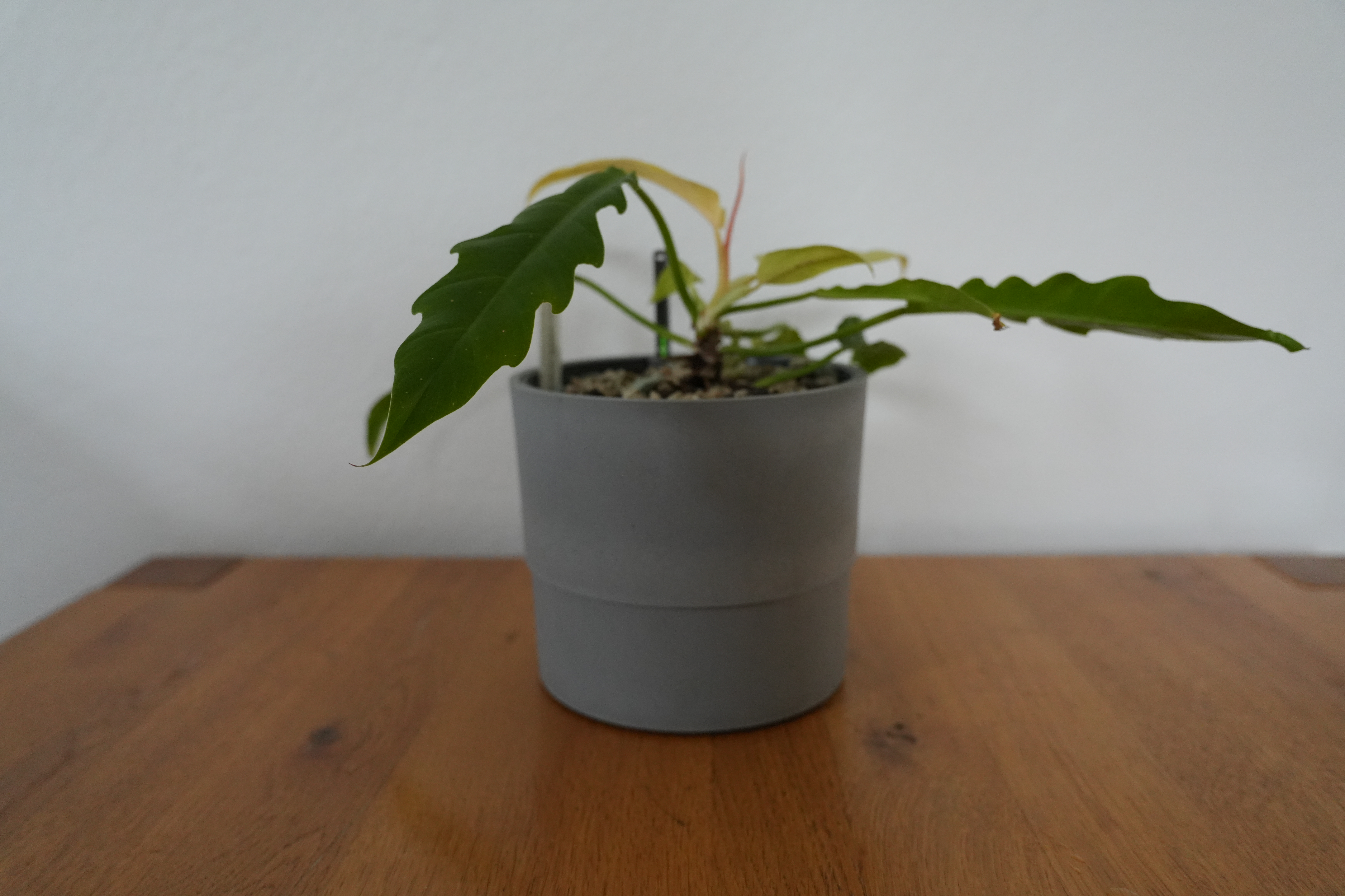 Self watering inlay (pot) for Ikea NYPON 15