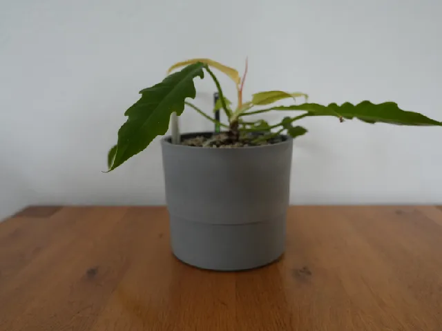 Self watering inlay (pot) for Ikea NYPON 15