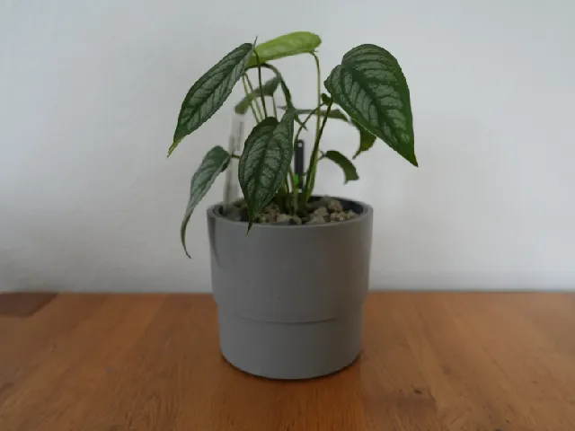 Self watering inlay (pot) for Ikea NYPON 12