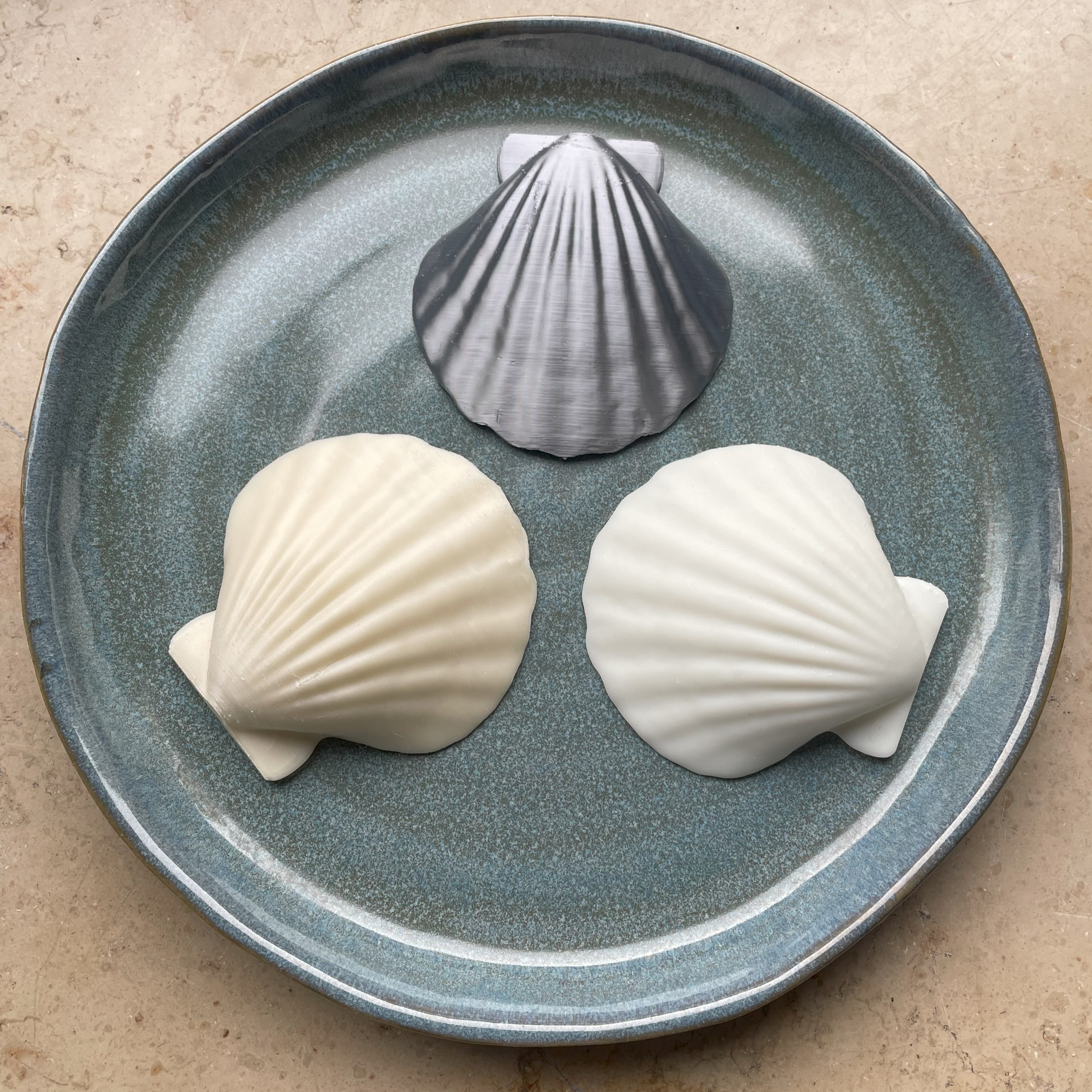 Natural Seashell Model