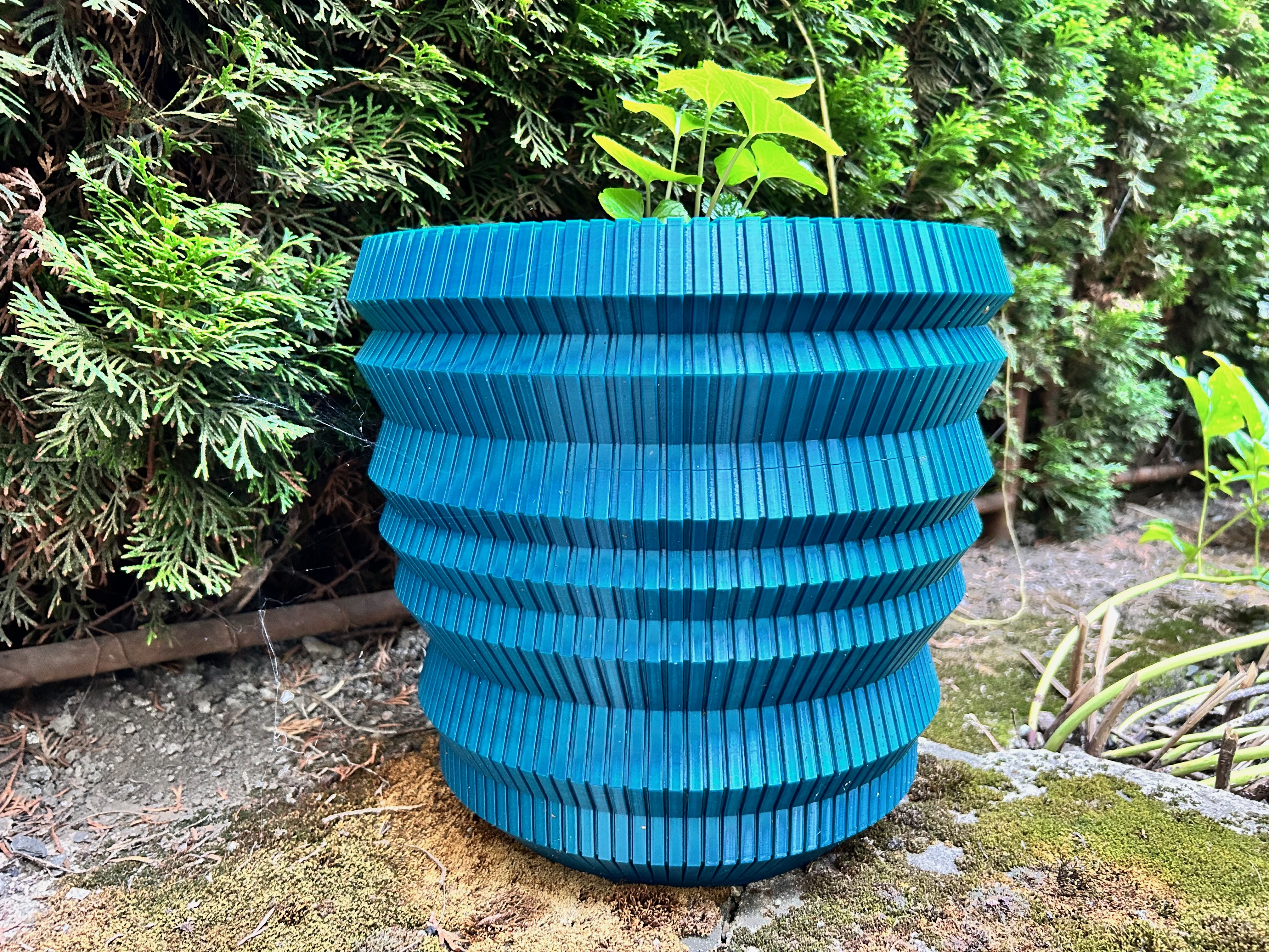 Rhizome | Wasabi Plant Pot