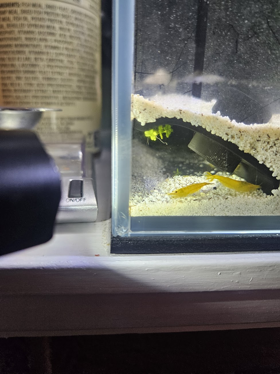 Corner Shrimp Cave