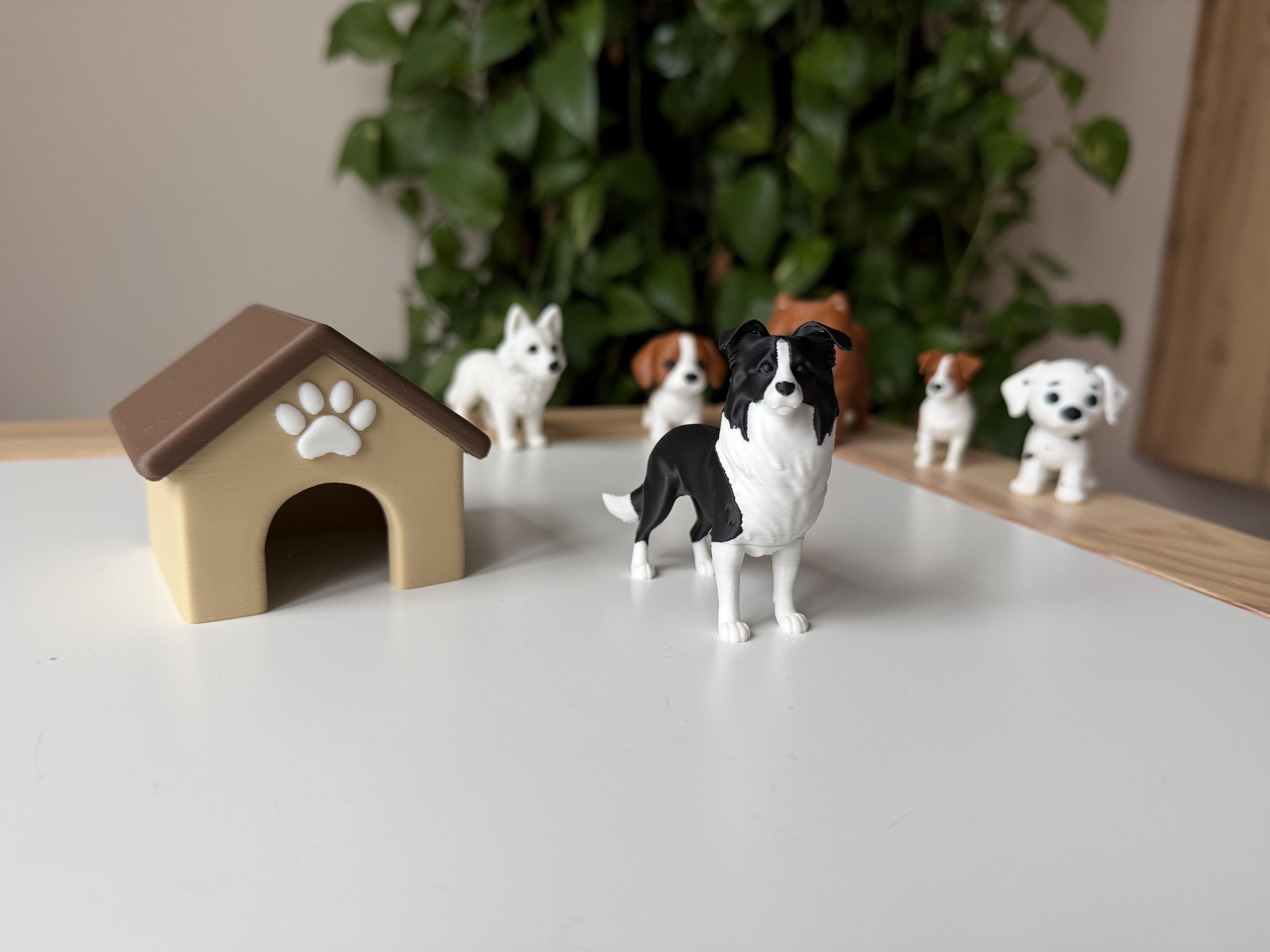 Border Collie — miniatura 2