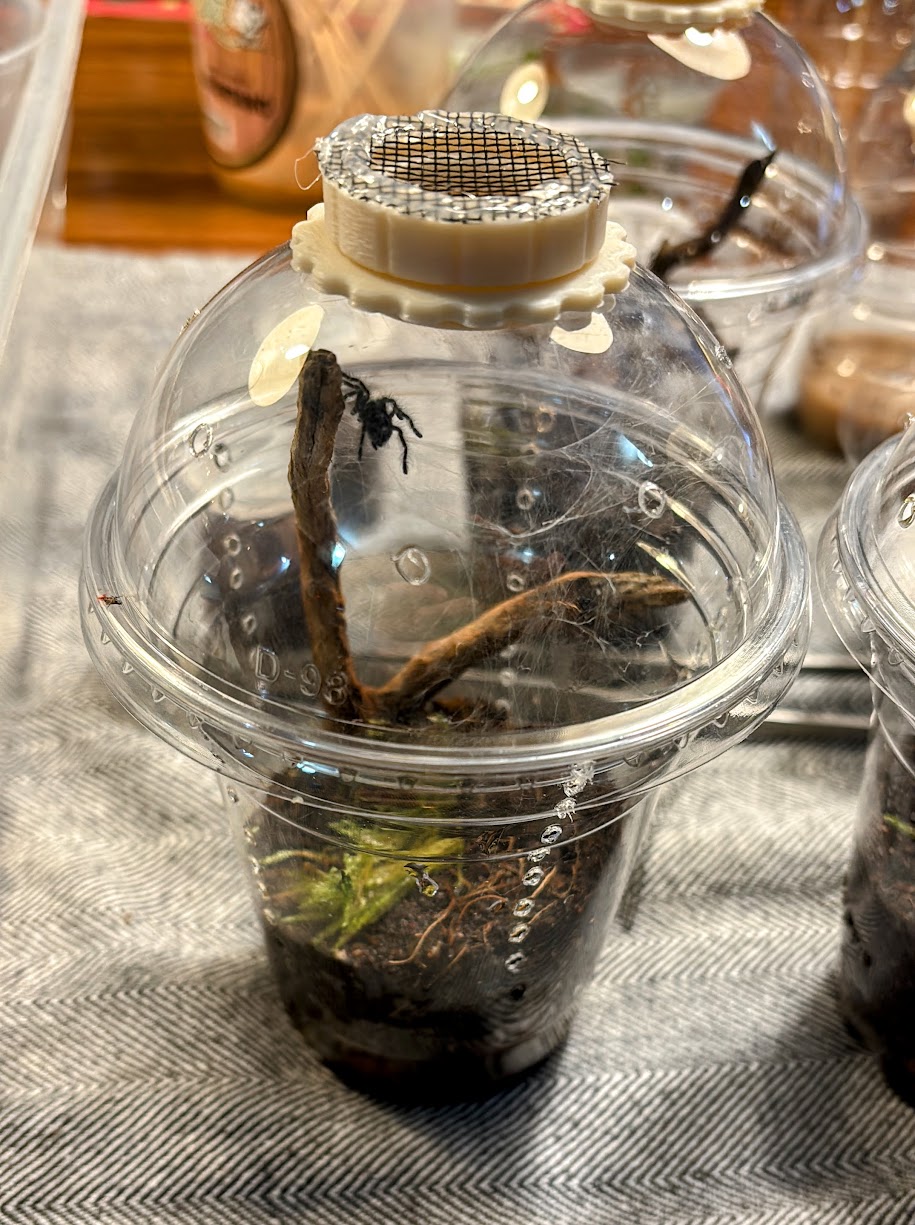 Tapa terrario vaso domo