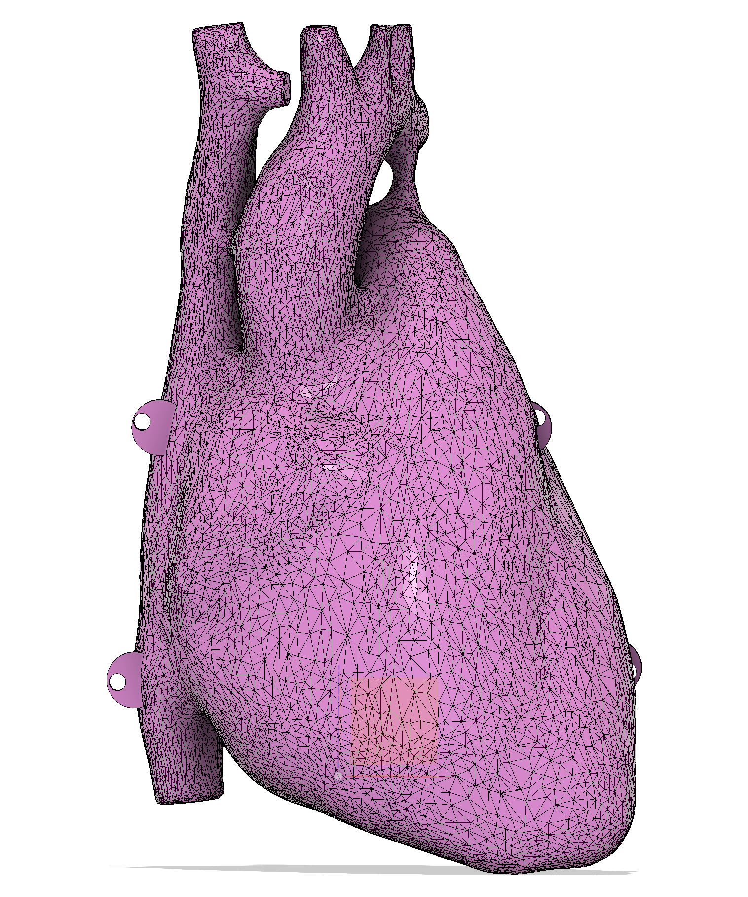 Anatomical Human Heart From Cardiac CT scan, for 12' tall skeleton