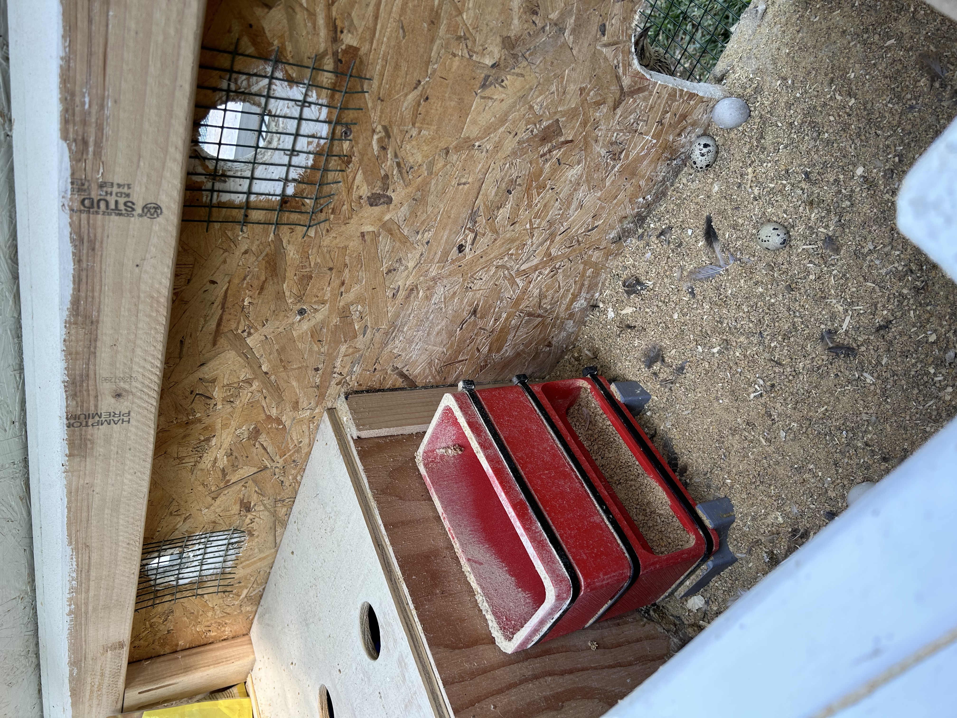 Quail / Chicken Feeder