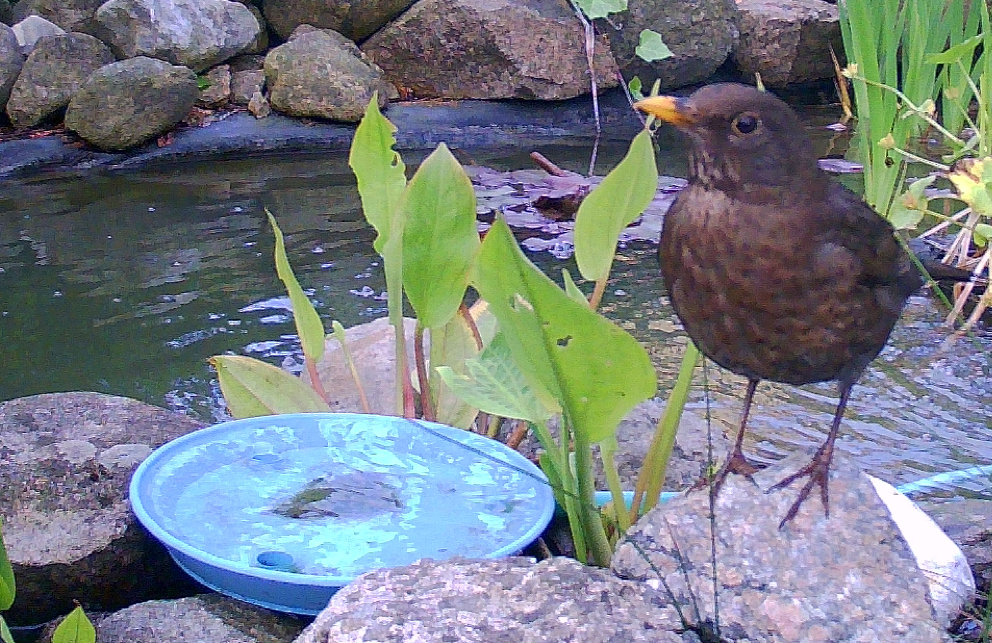 Birdbath — miniatura 2