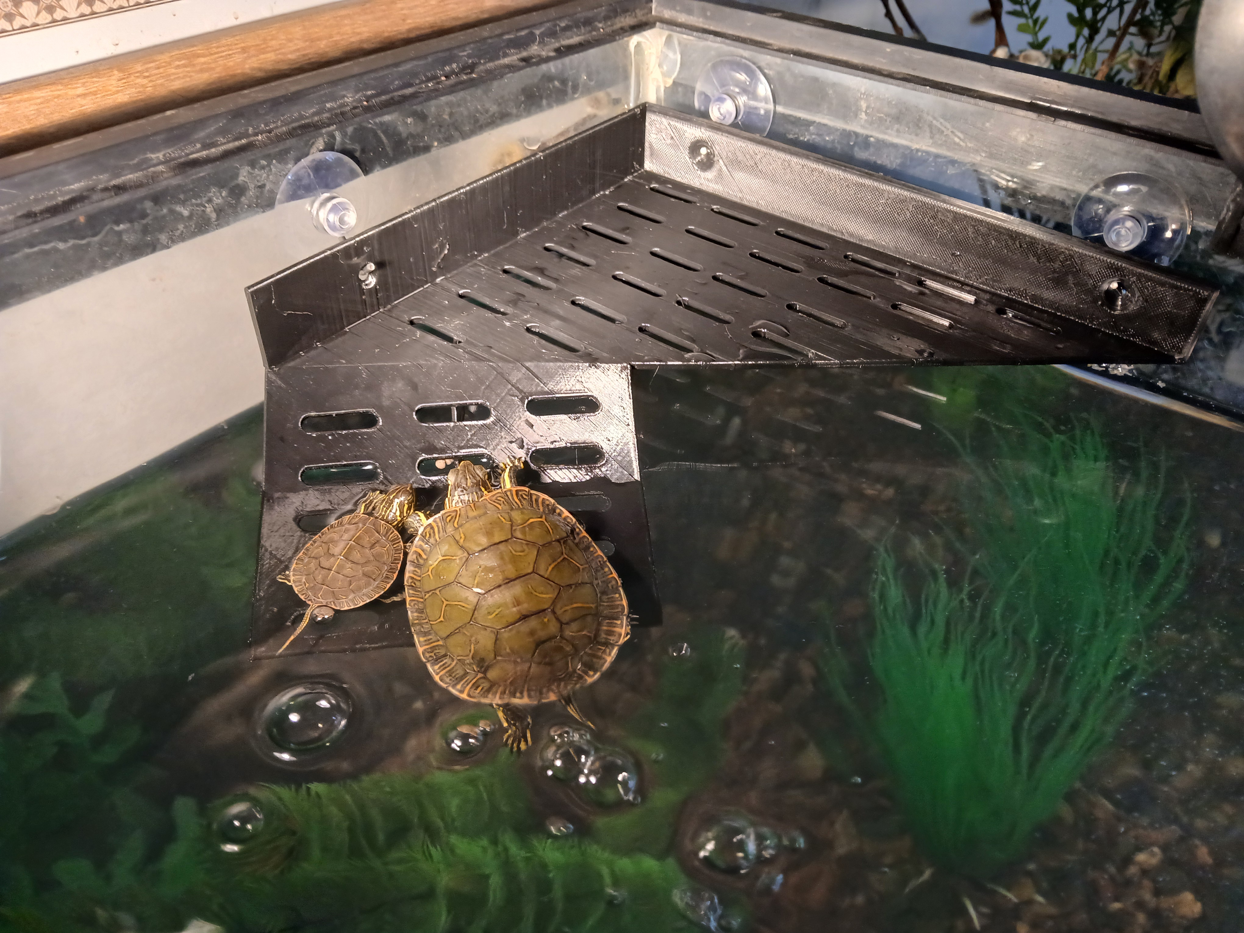 Turtle Tank Suction Dock