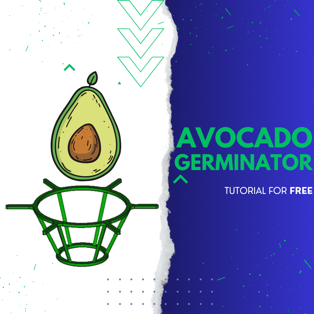 Avocado seed germinator