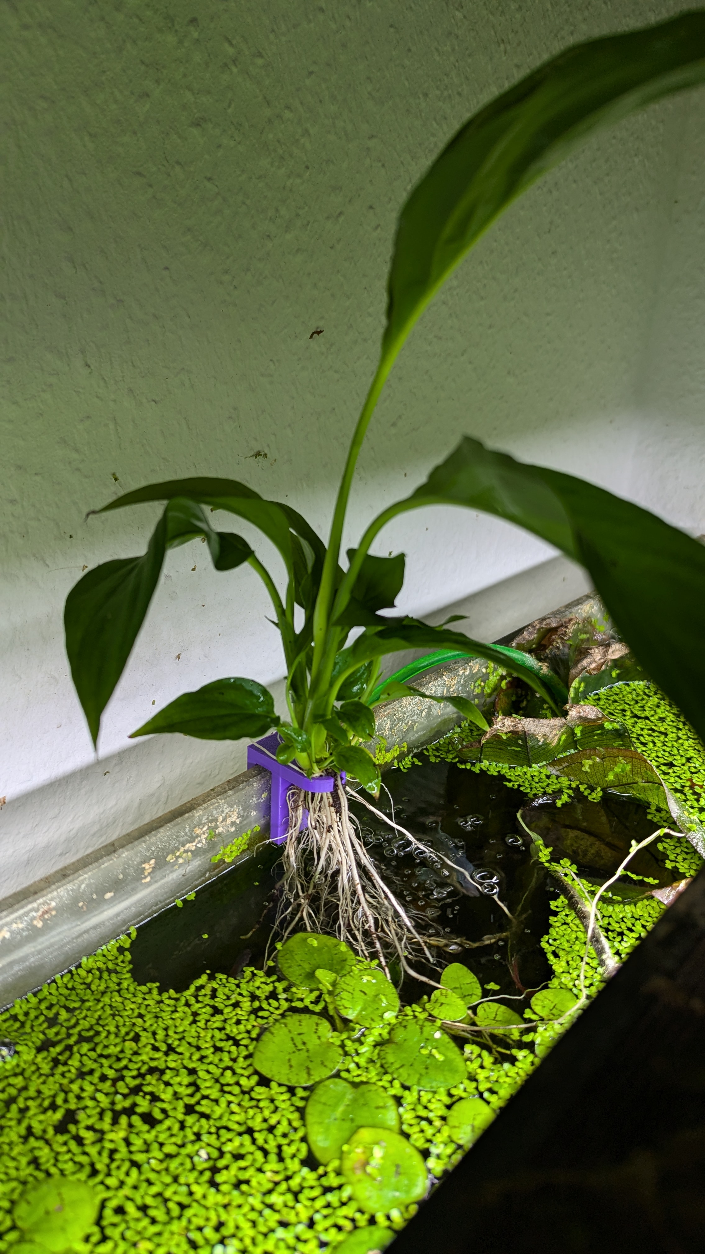 Plant Clip for fish tank, various glass widths