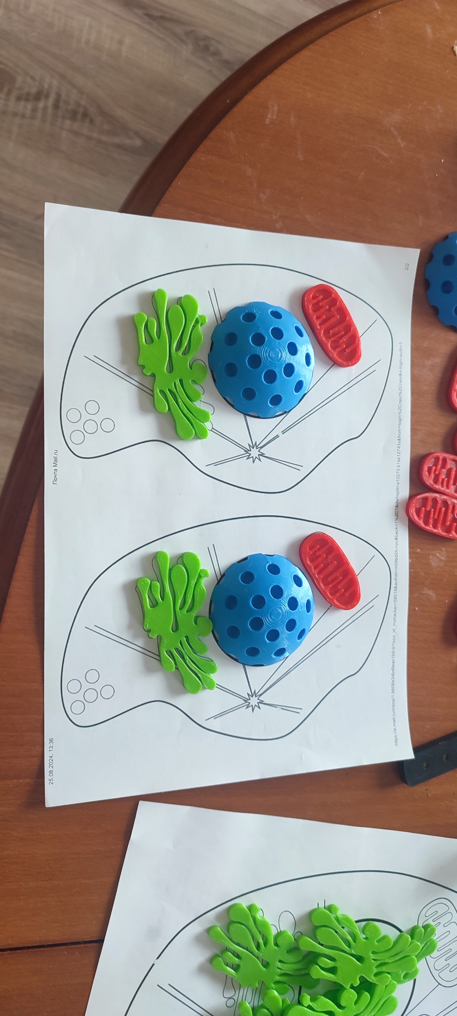 Cell biology for kindergarten (colouring book)