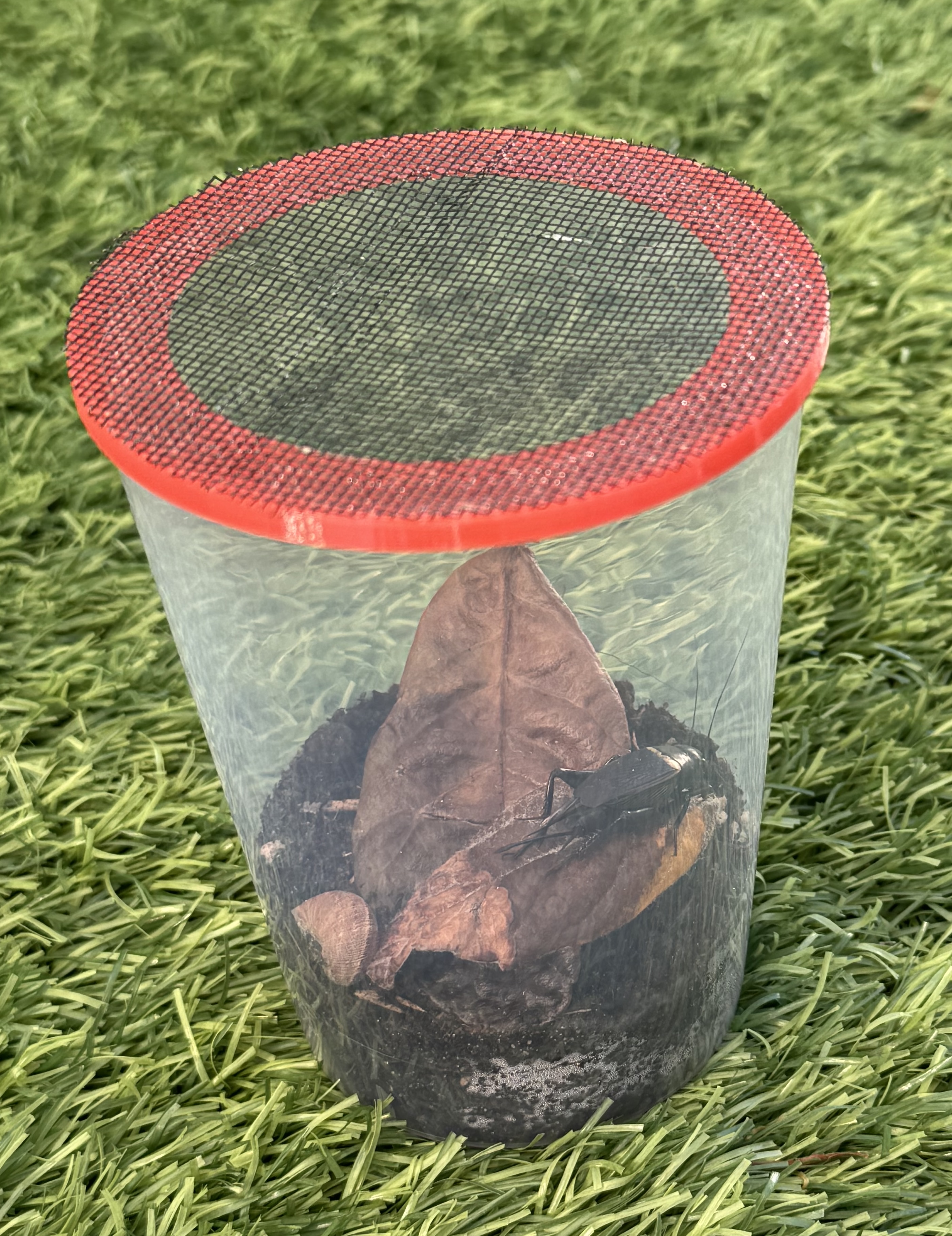 insect keeping - mesh lid for plastic cups
